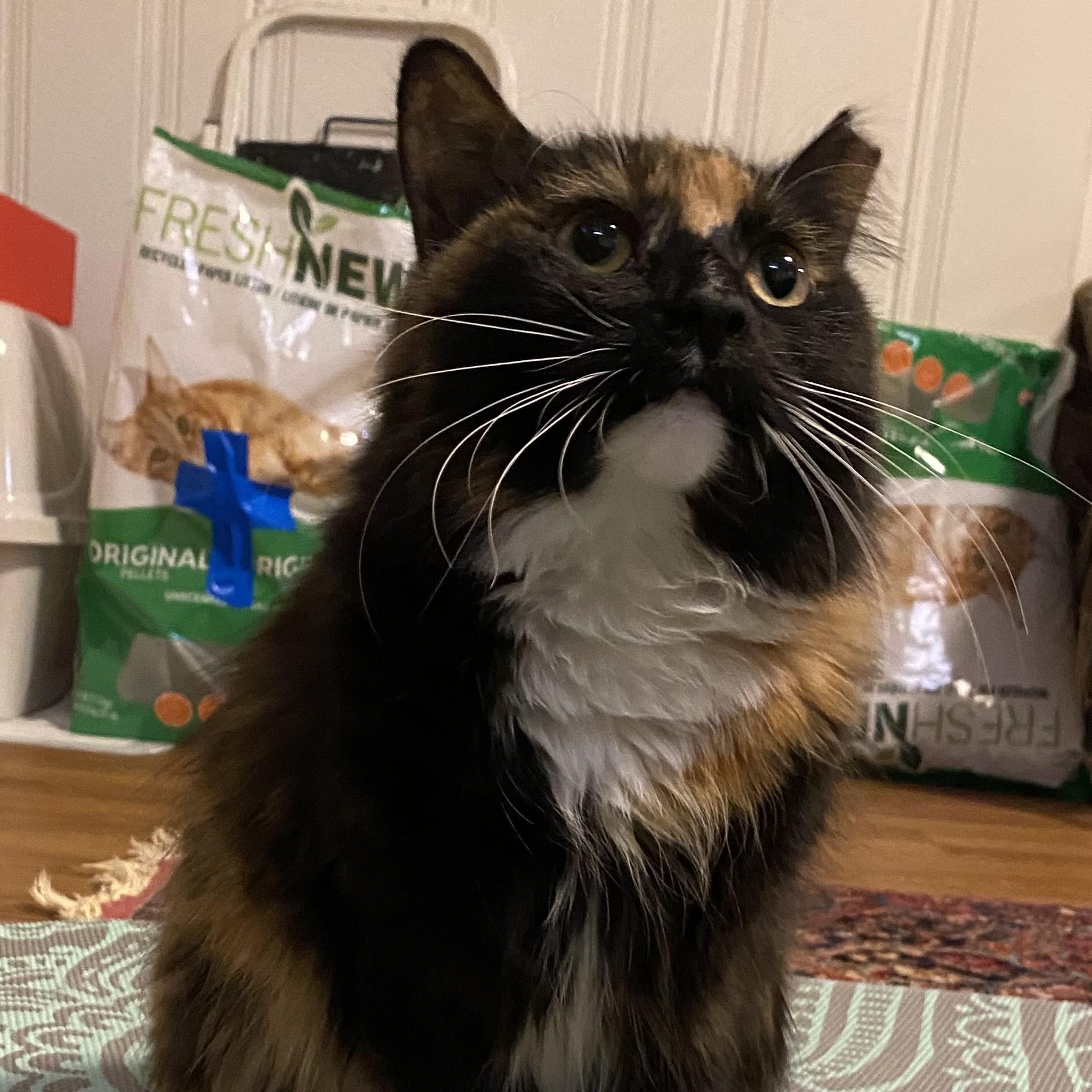 Enlarge Tourmaline, an adopted mixed breed in Hyattsville, MD image 5/6