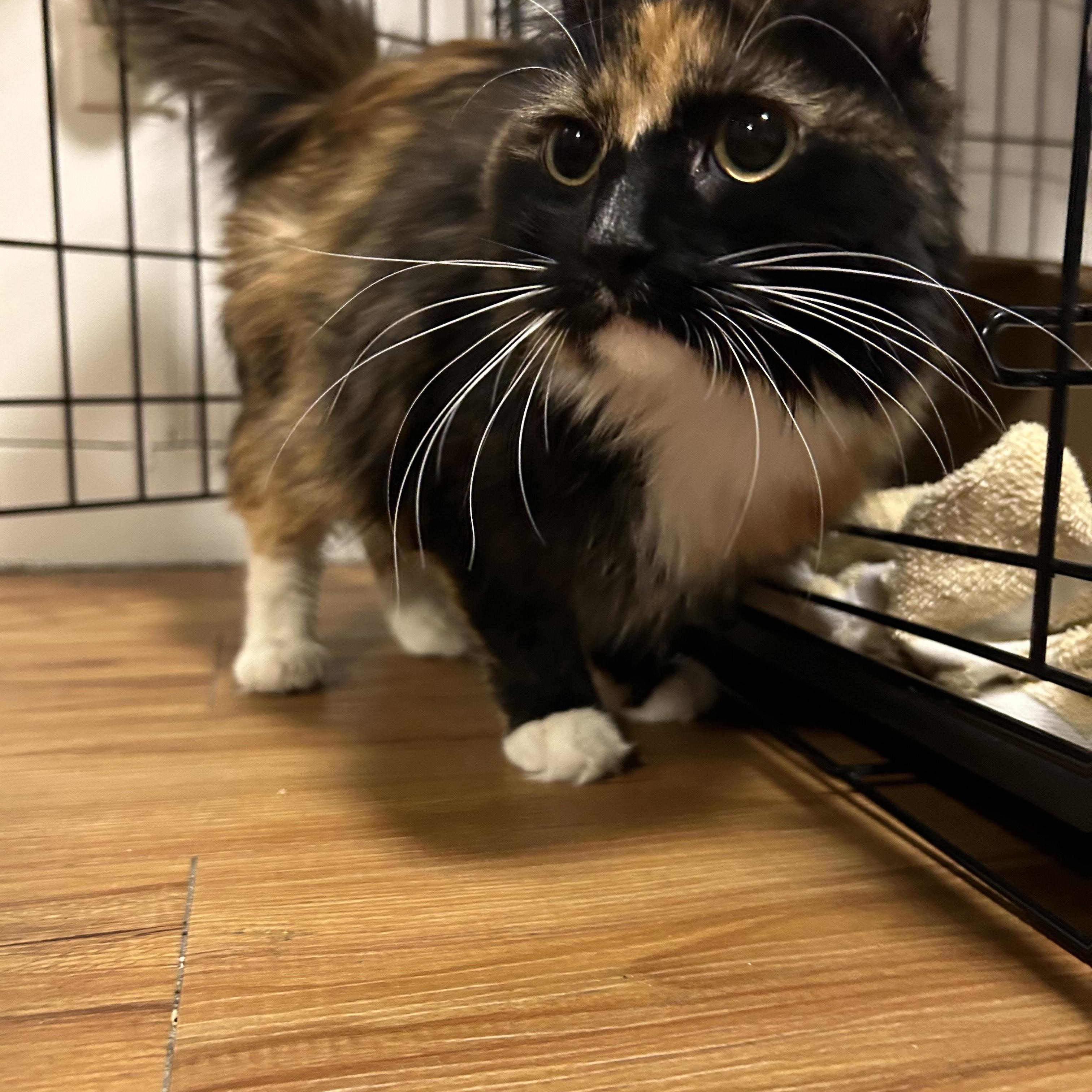 Enlarge Tourmaline, an adopted mixed breed in Hyattsville, MD image 4/6