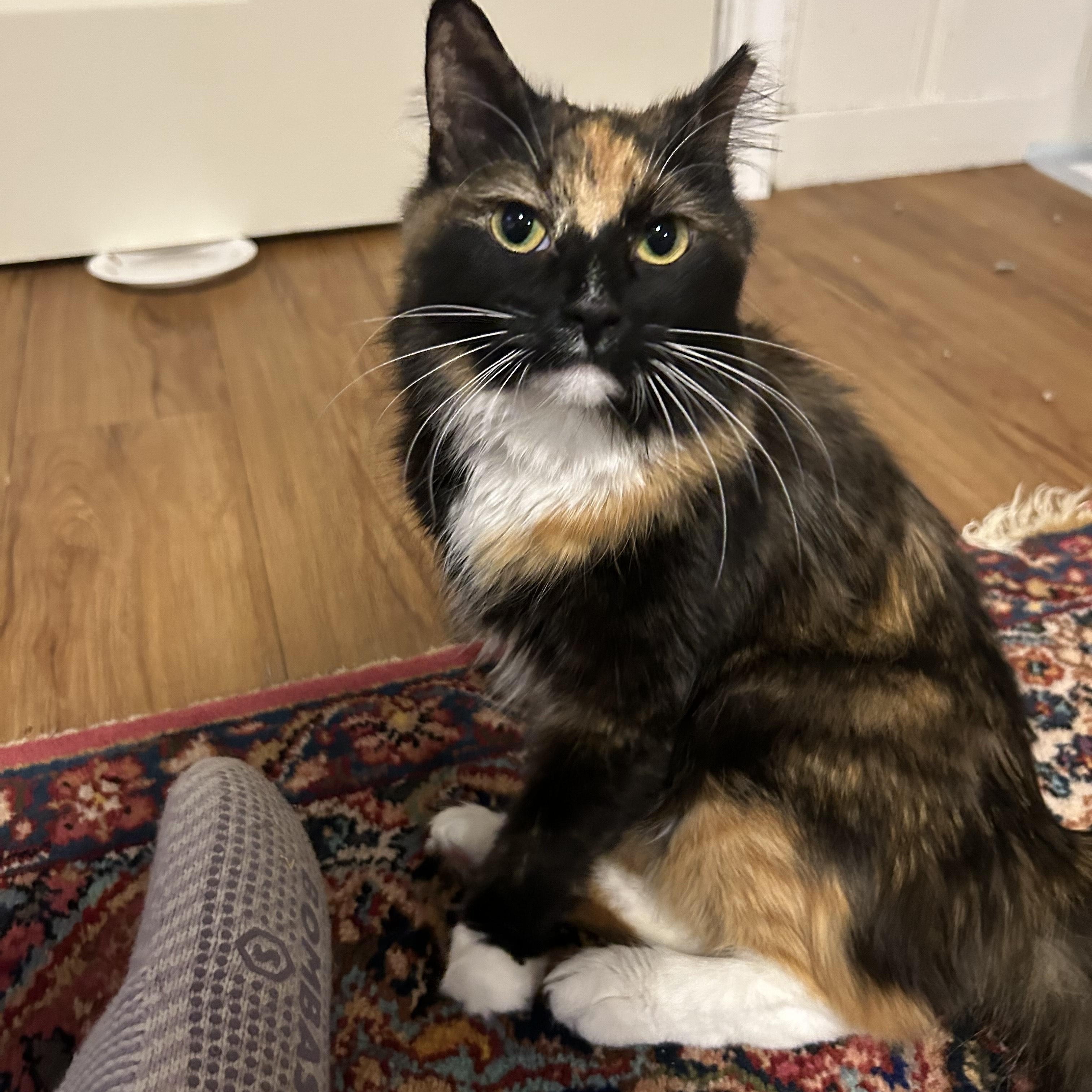 Enlarge Tourmaline, an adopted mixed breed in Hyattsville, MD image 3/6