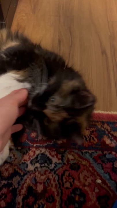 Enlarge Tourmaline, an adopted mixed breed in Hyattsville, MD video 6/6