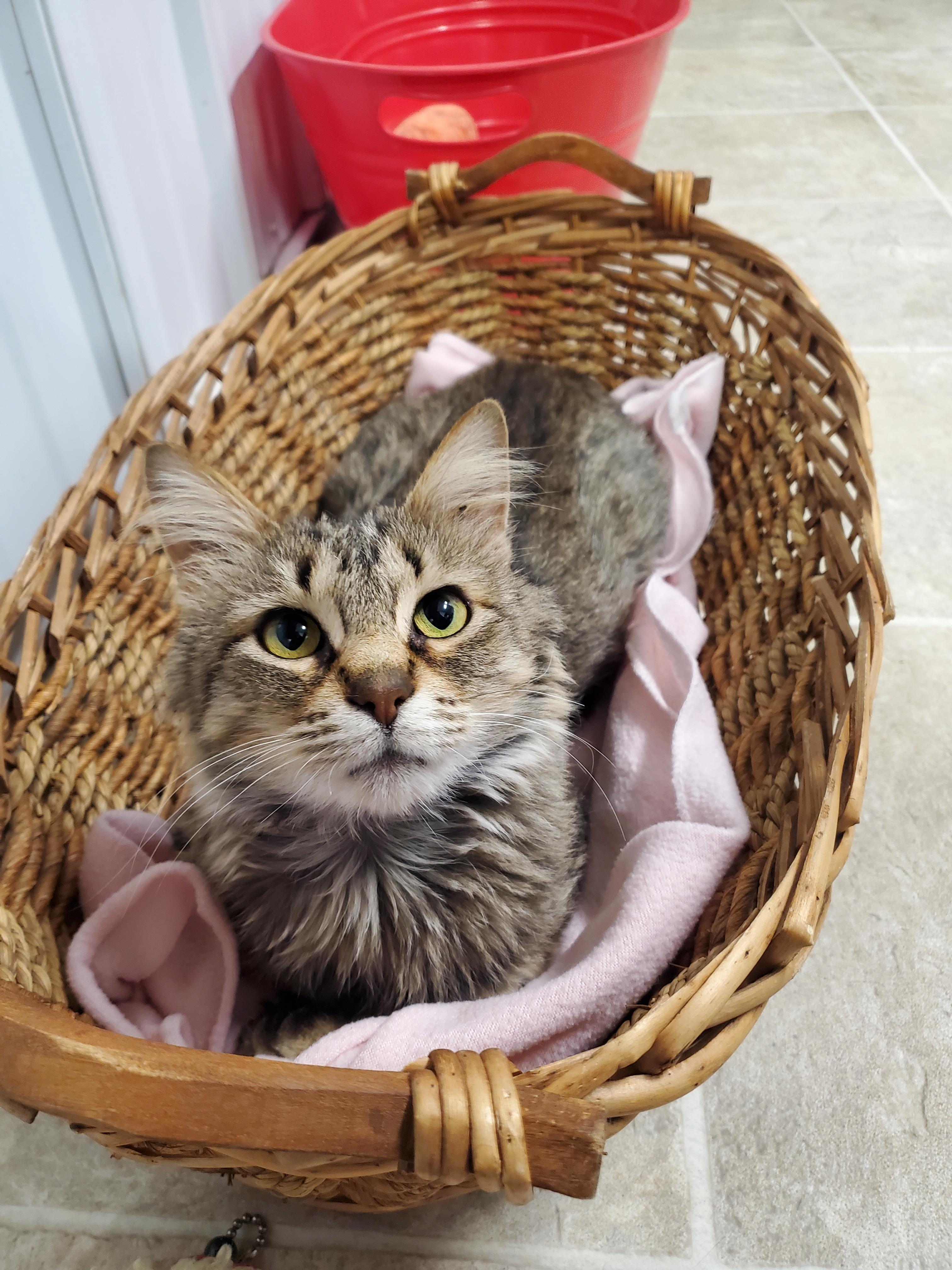 Almond, Adoptable, Young Female Domestic Medium Hair.