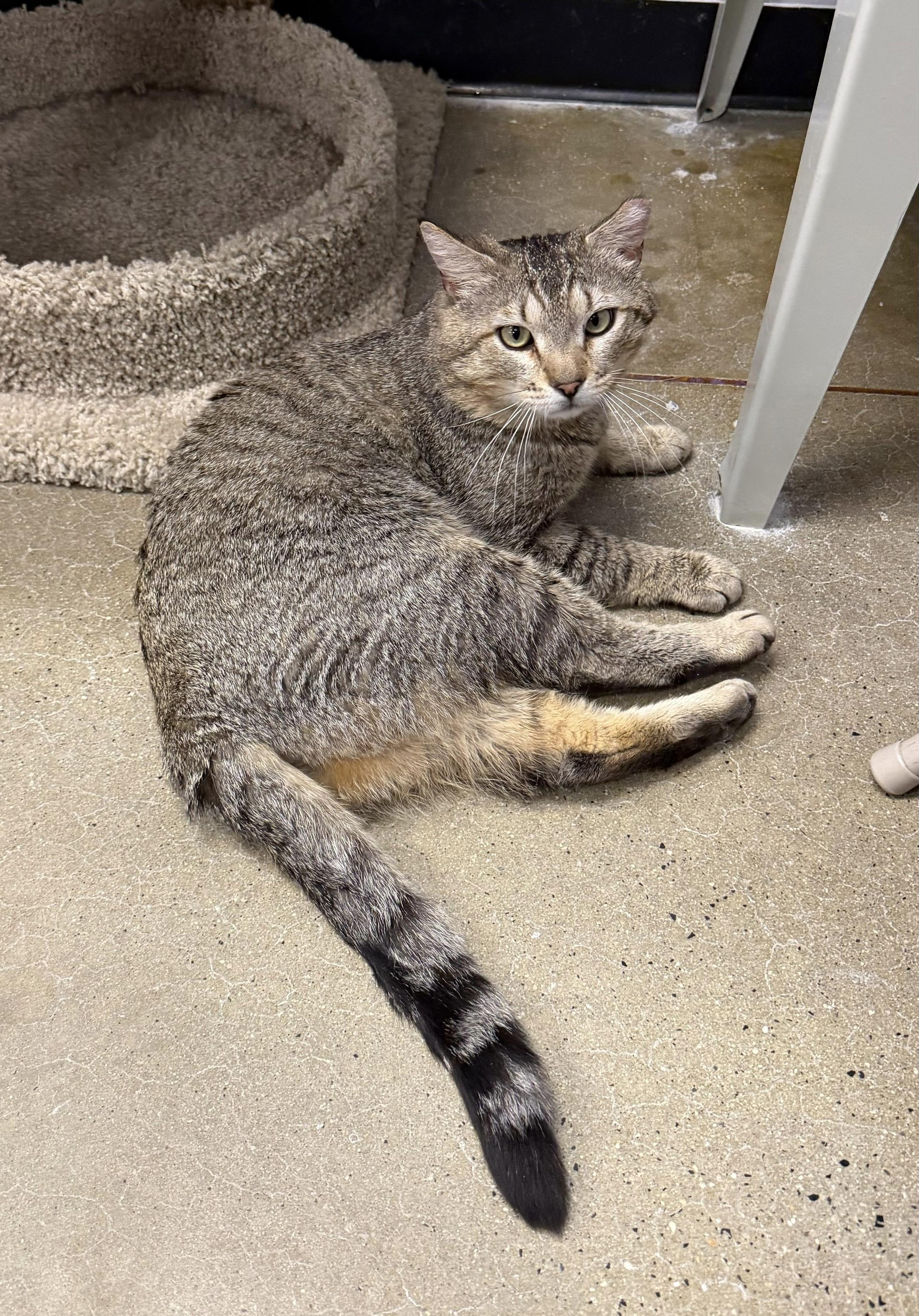 Phil, an adopted Domestic Short Hair in Maple Shade, NJ image 2/3