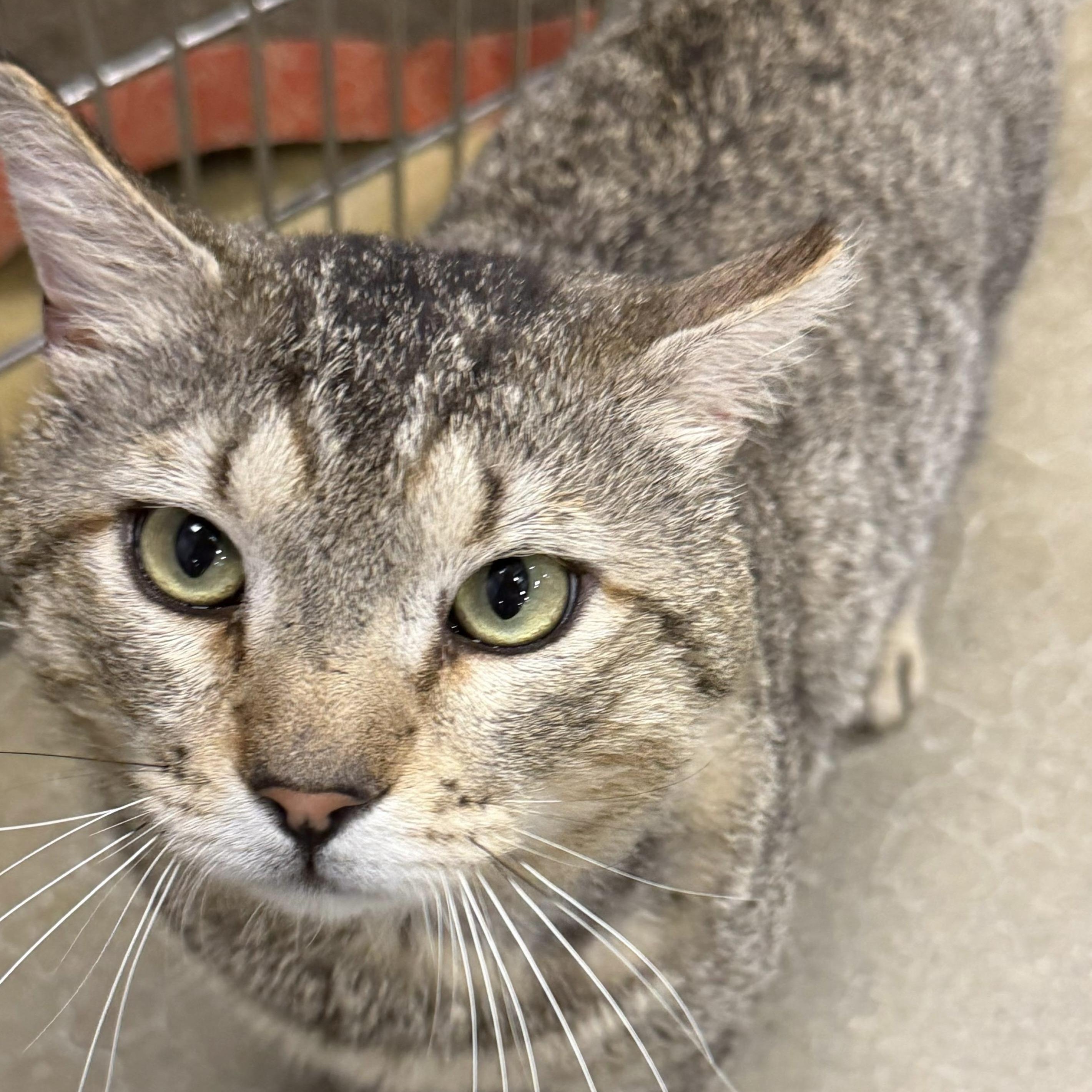 Phil, an adopted Domestic Short Hair in Maple Shade, NJ image 1/3
