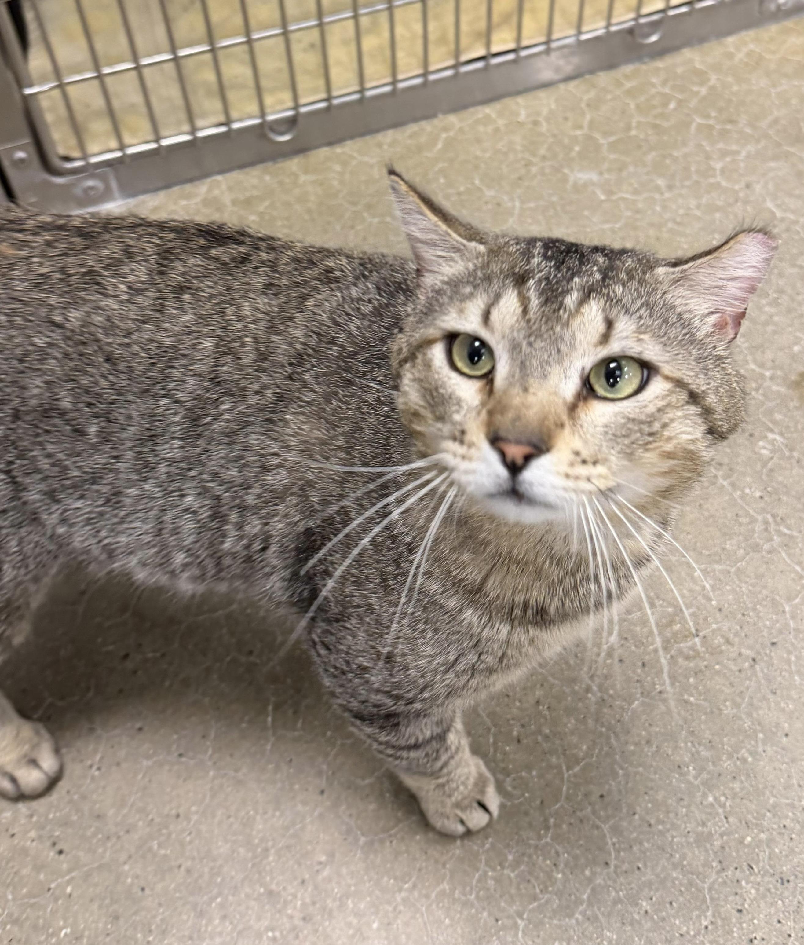 Phil, an adopted Domestic Short Hair in Maple Shade, NJ image 3/3