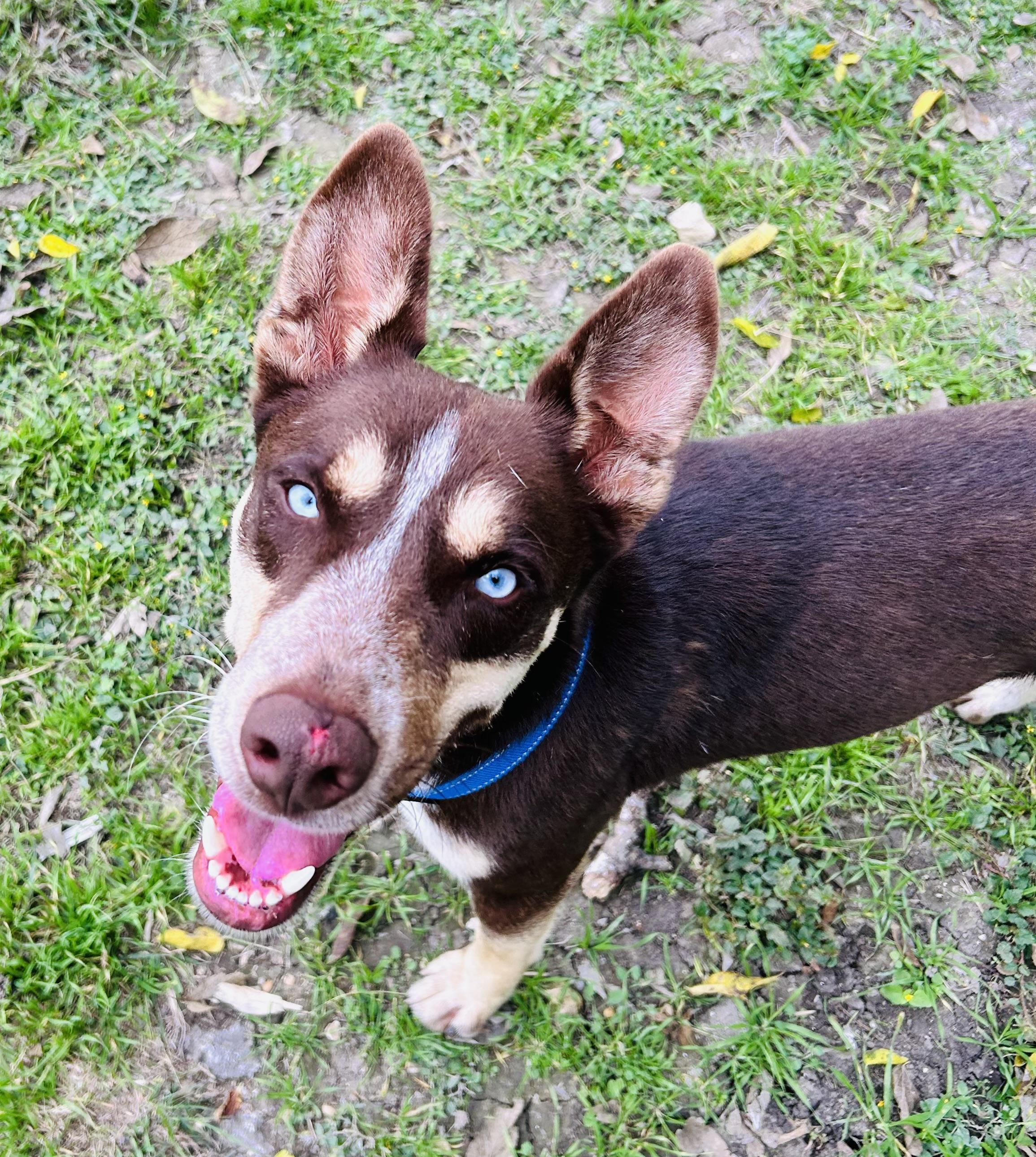 Big Daddy, Adoptable, Adult Male Siberian Husky.