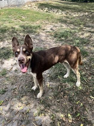 Big Daddy, Adoptable, Adult Male Siberian Husky.