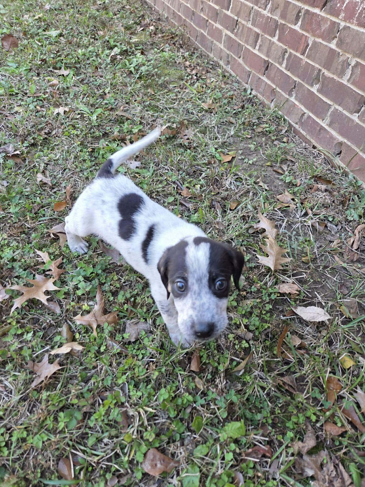 Enlarge Teddy, a ADOPTABLE mixed breed in Westport, MA image 3/6