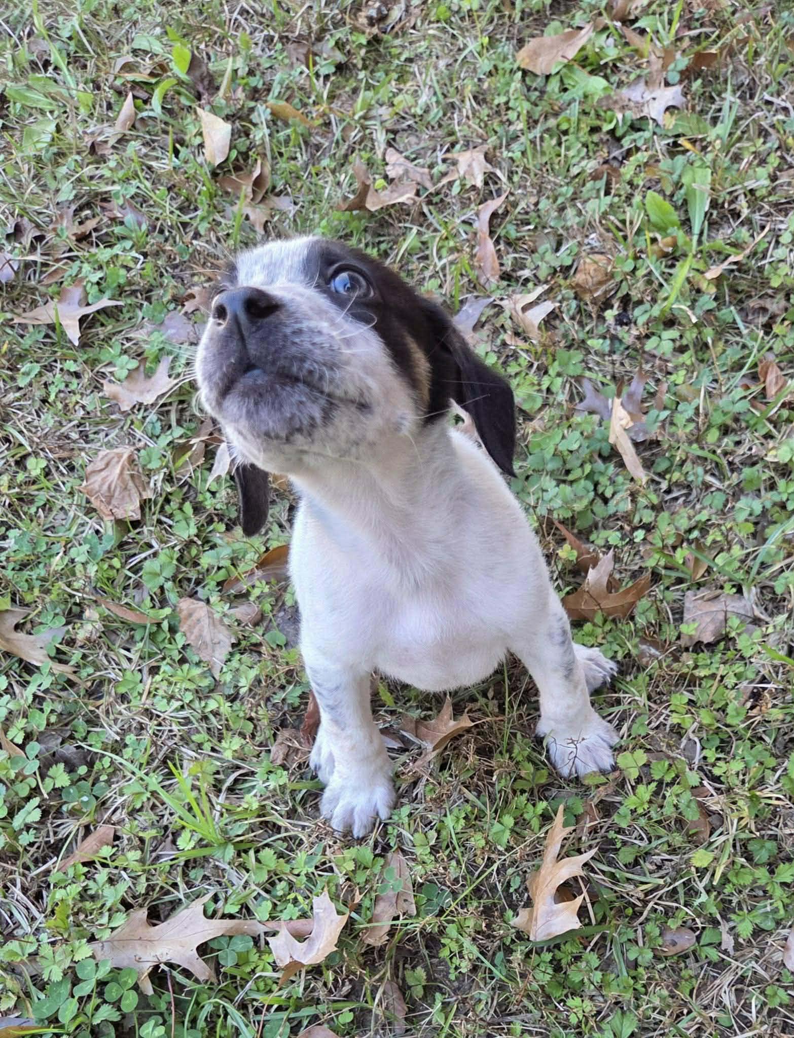 Enlarge Teddy, a ADOPTABLE mixed breed in Westport, MA image 5/6