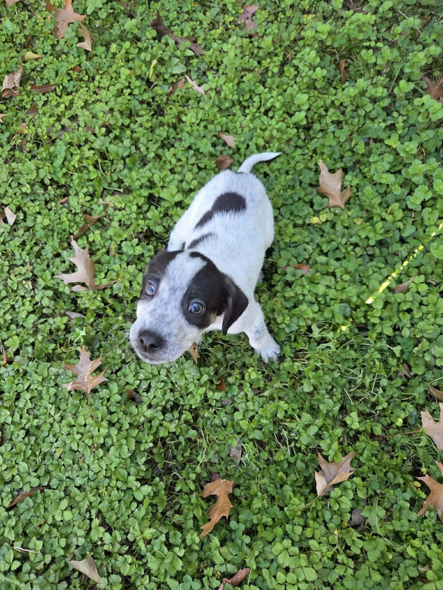 Enlarge Teddy, a ADOPTABLE mixed breed in Westport, MA image 4/6