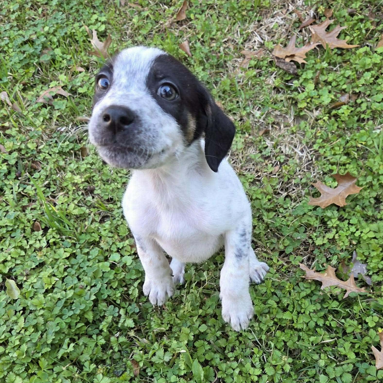 Enlarge Teddy, a ADOPTABLE mixed breed in Westport, MA image 1/6