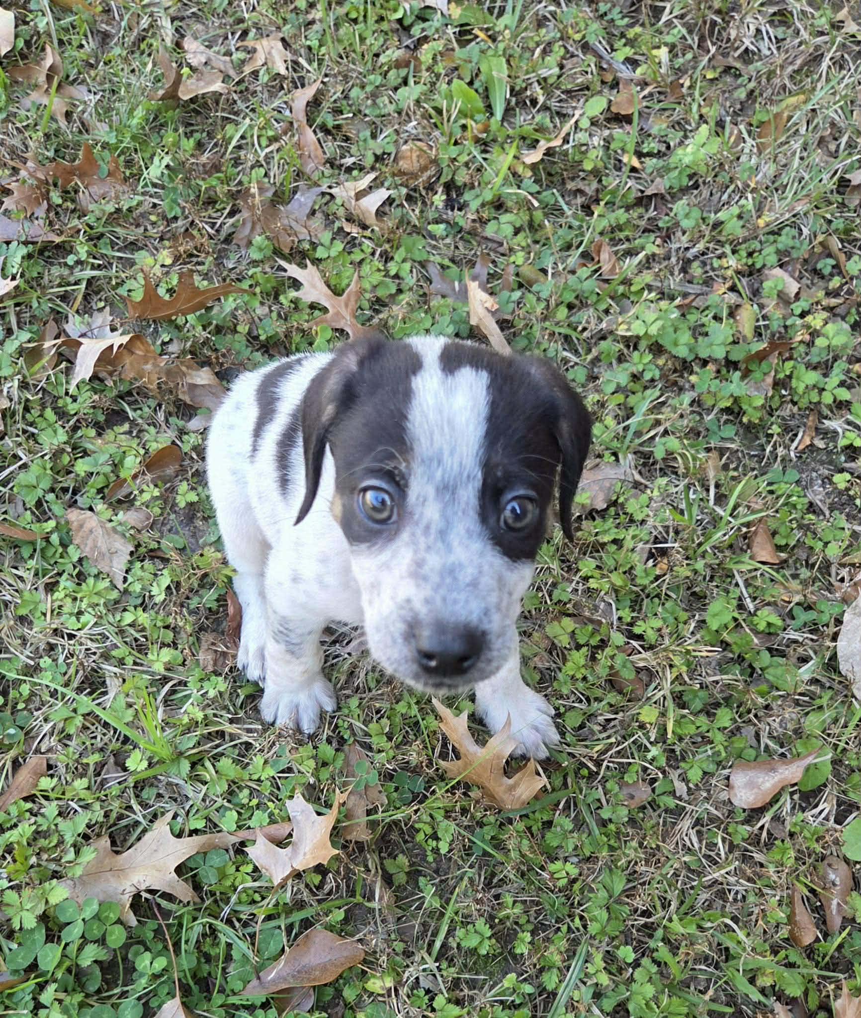 Enlarge Teddy, a ADOPTABLE mixed breed in Westport, MA image 6/6