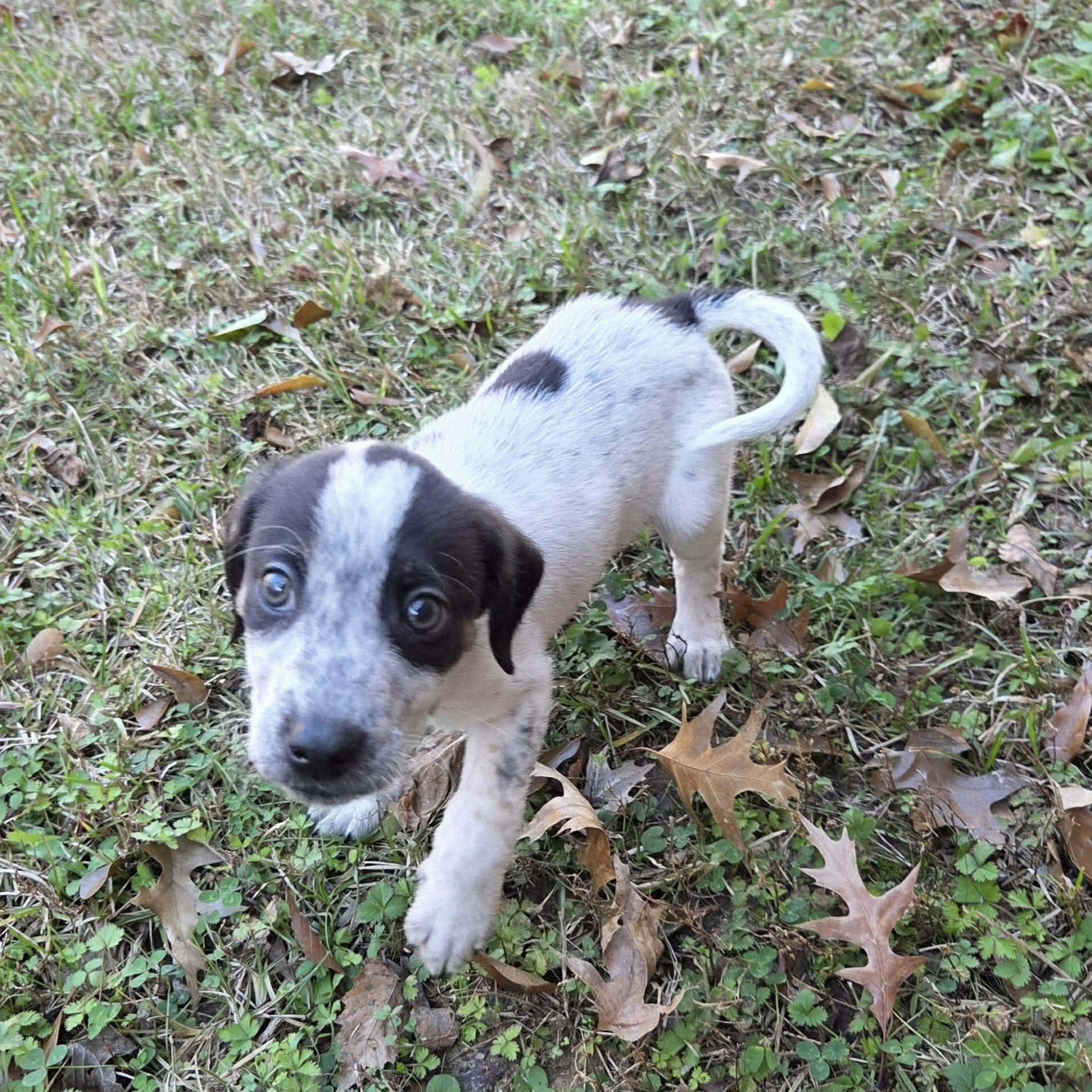 Enlarge Teddy, a ADOPTABLE mixed breed in Westport, MA image 2/6