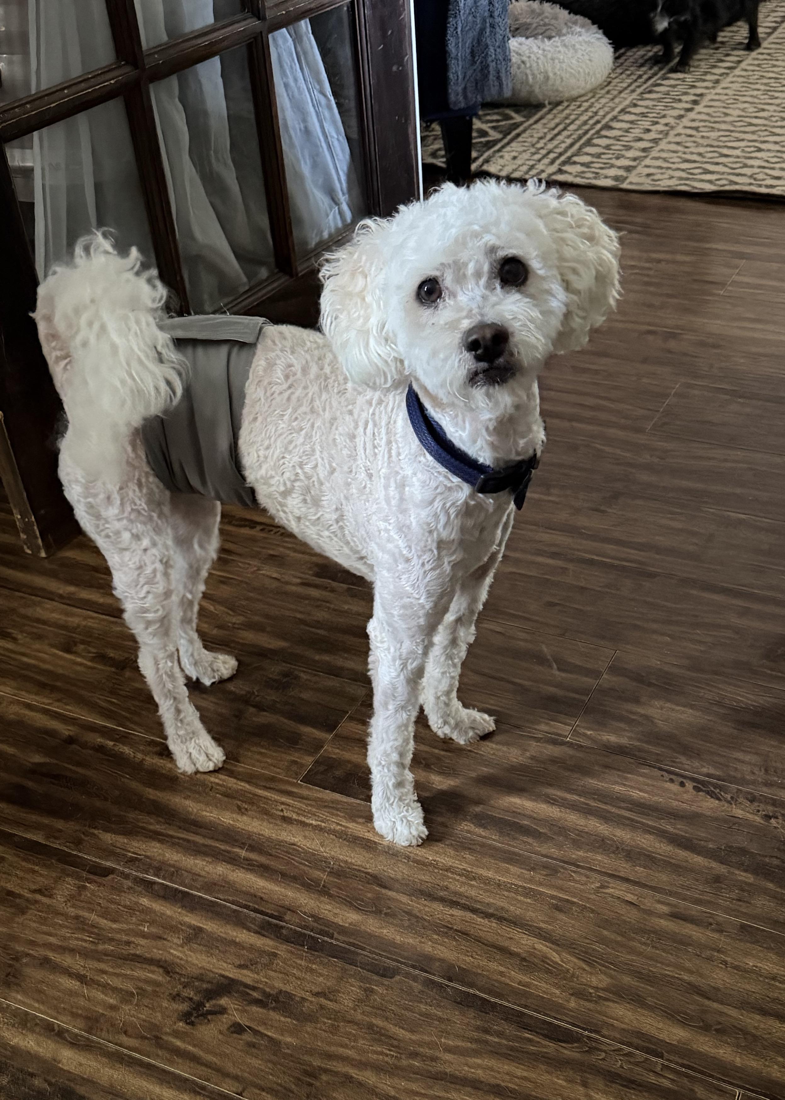 Odie, a ADOPTABLE mixed breed in East Lansing, MI image 5/6