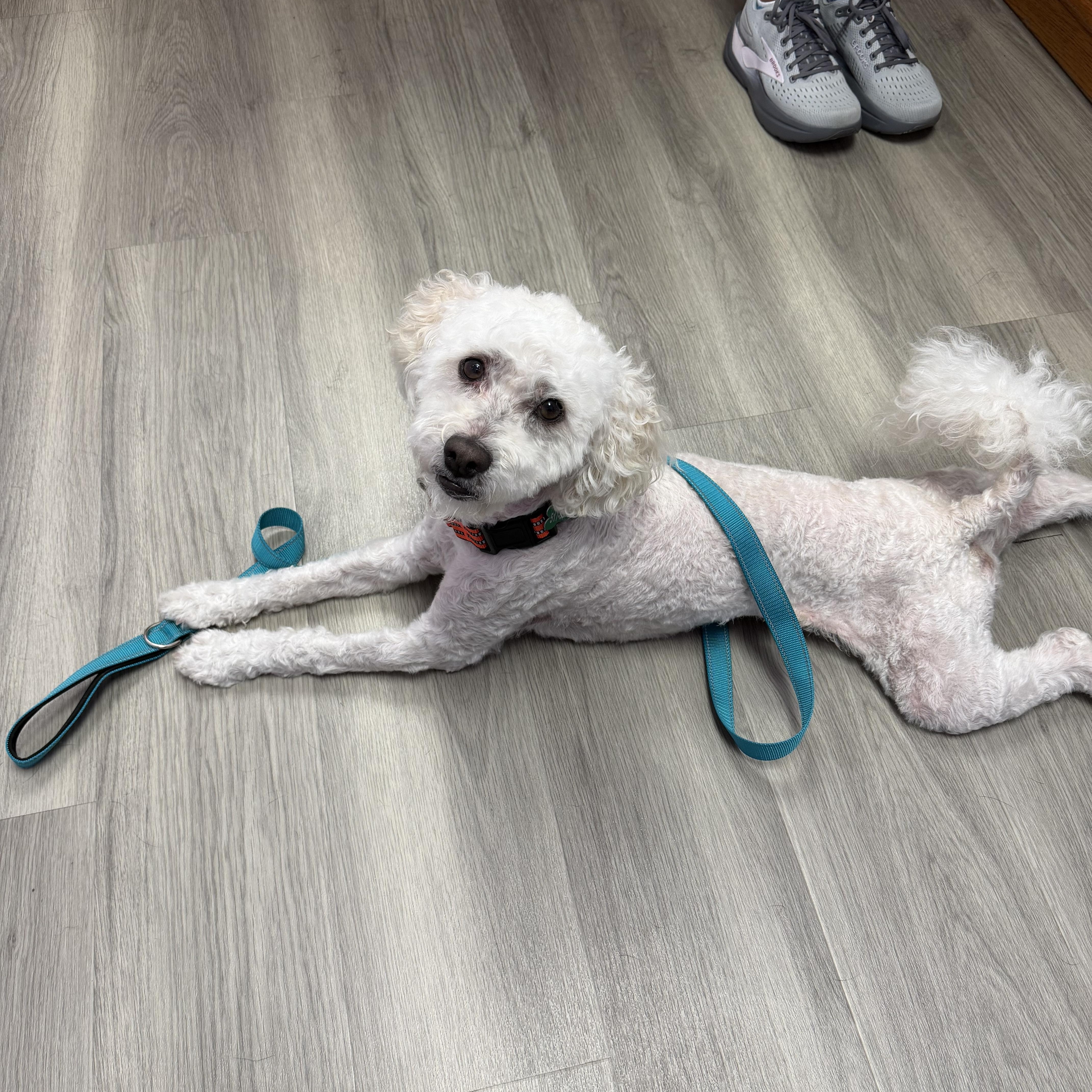 Odie, ADOPTABLE, Senior Male Miniature Poodle.