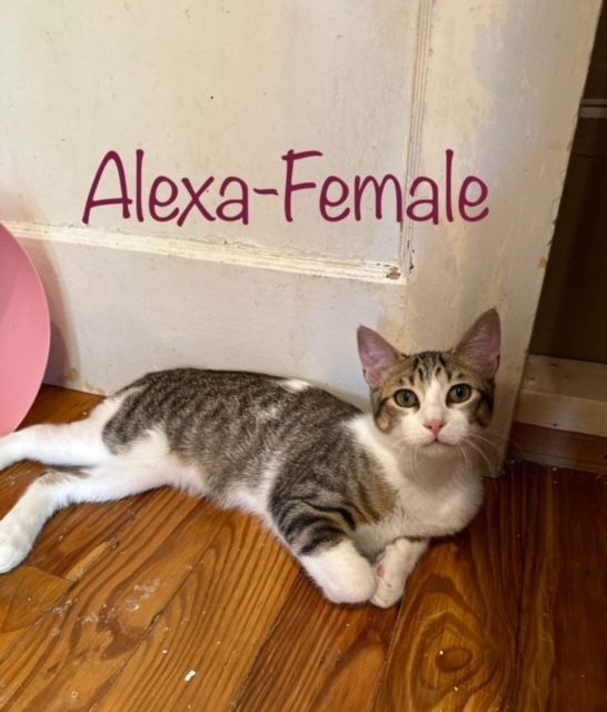 Alexa, Adopted, Young Female Domestic Short Hair.