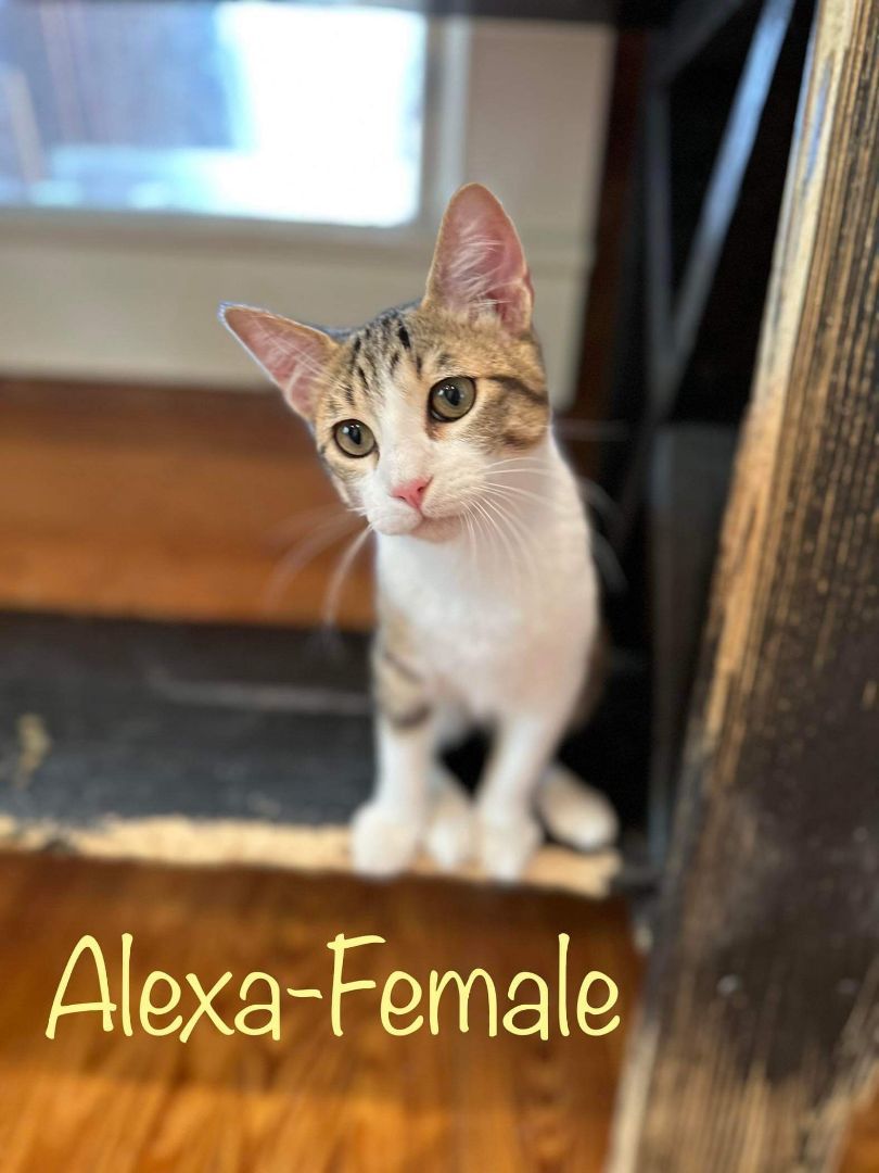 Enlarge Alexa, a Adopted Domestic Short Hair in Covington, TX image 2/2