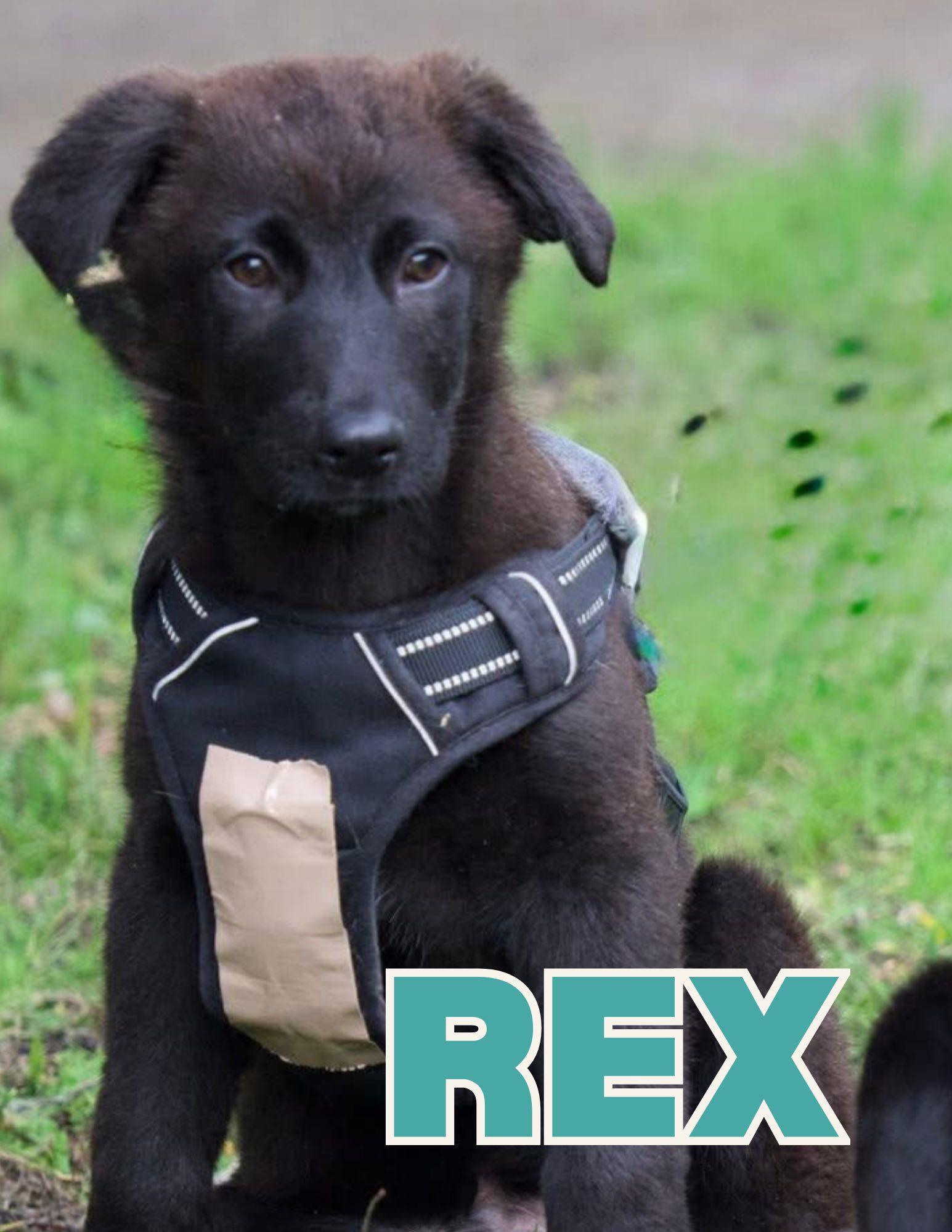 Rex, adopted, Puppy Male Labrador Retriever & Australian Shepherd.