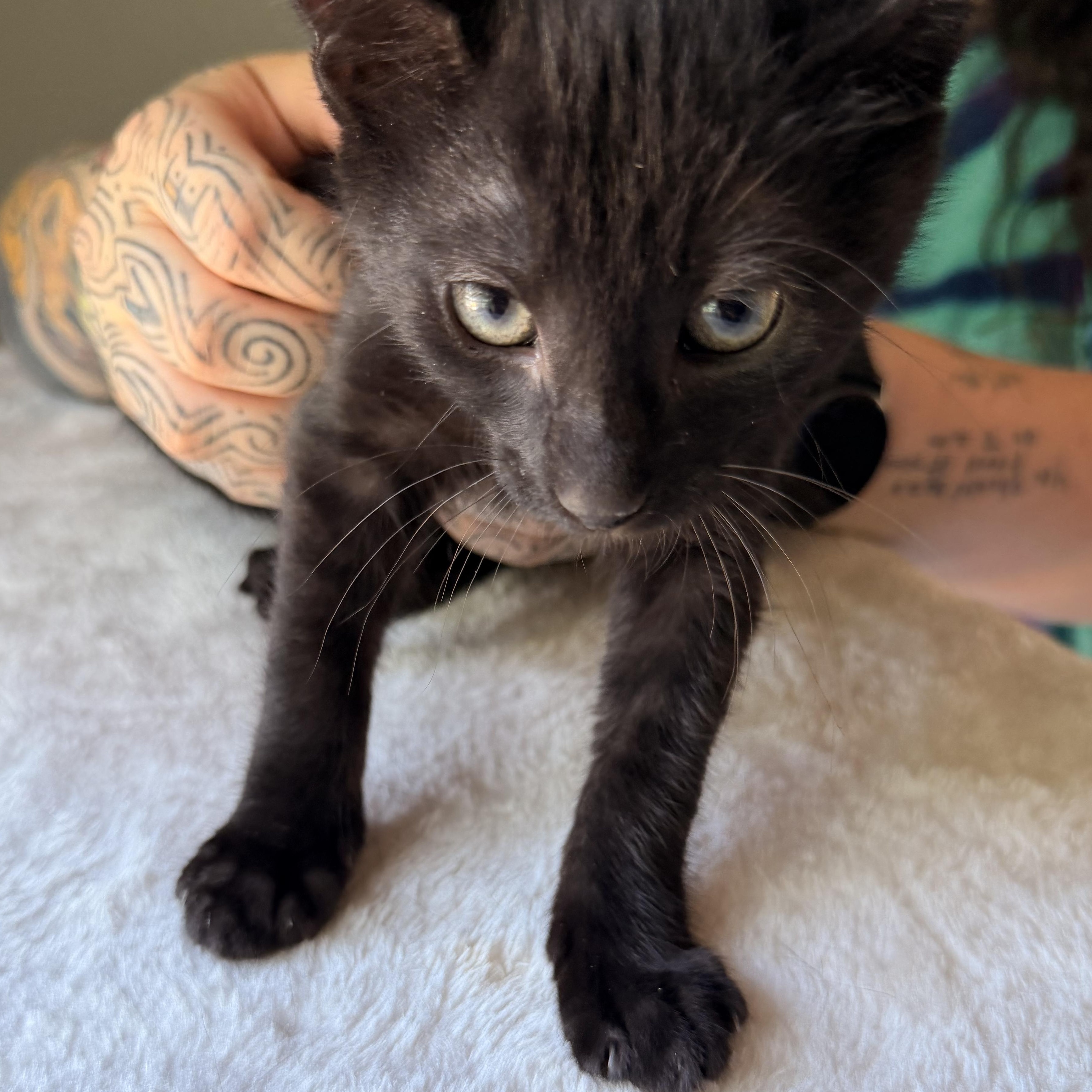 Mint, a Adoptable Domestic Short Hair in Scranton, PA image 3/6