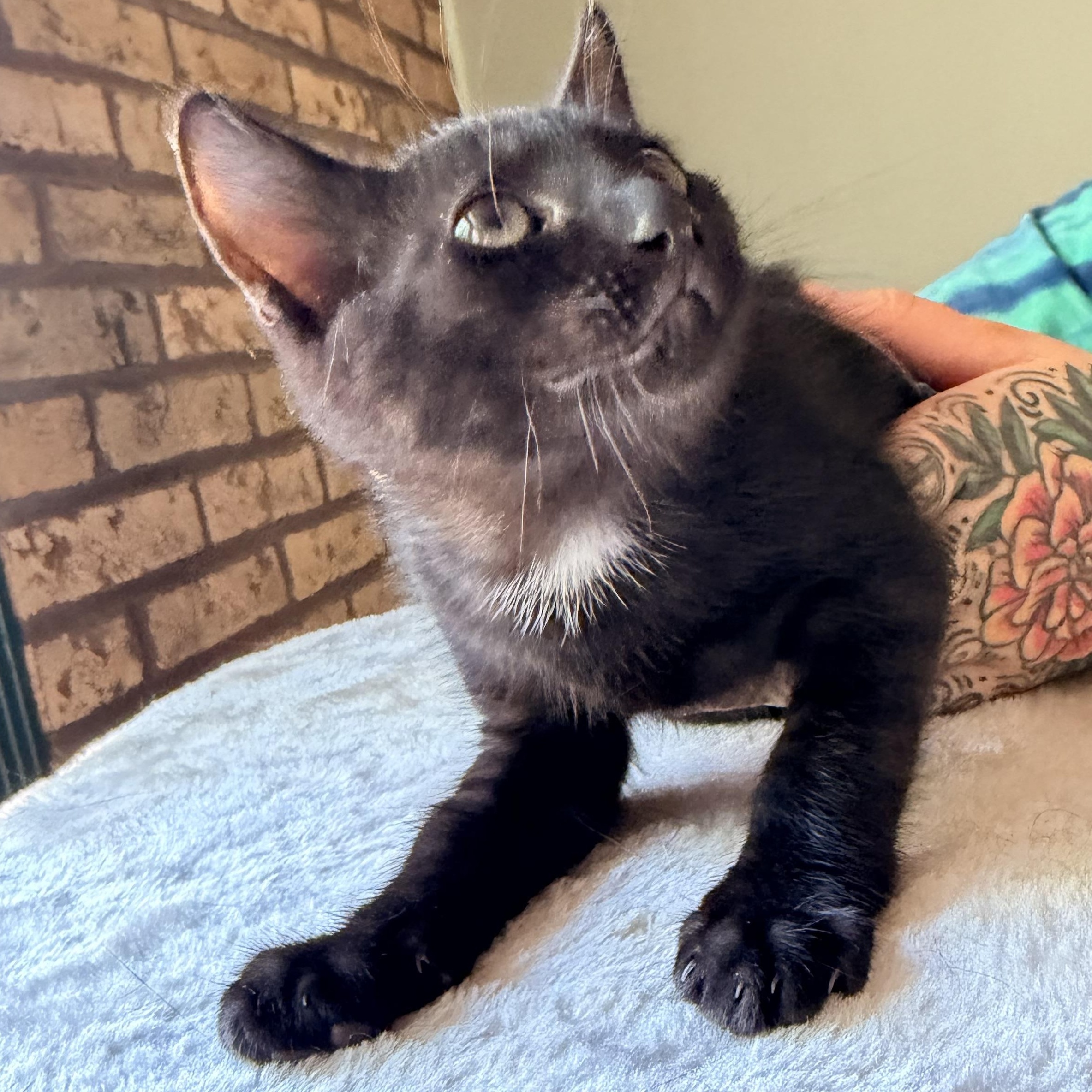 Mint, Adoptable, Kitten Male Domestic Short Hair.