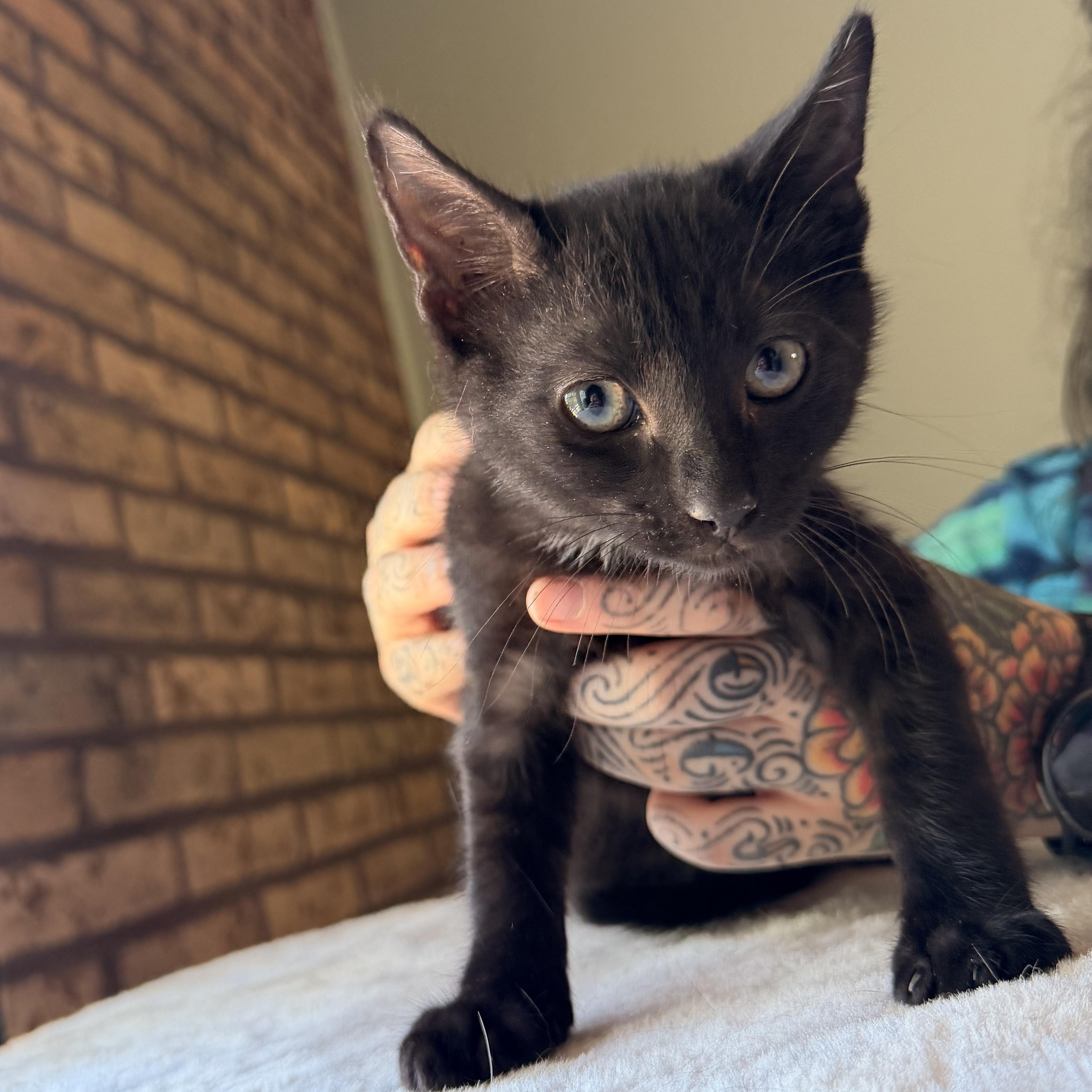 Mint, a Adoptable Domestic Short Hair in Scranton, PA image 2/6