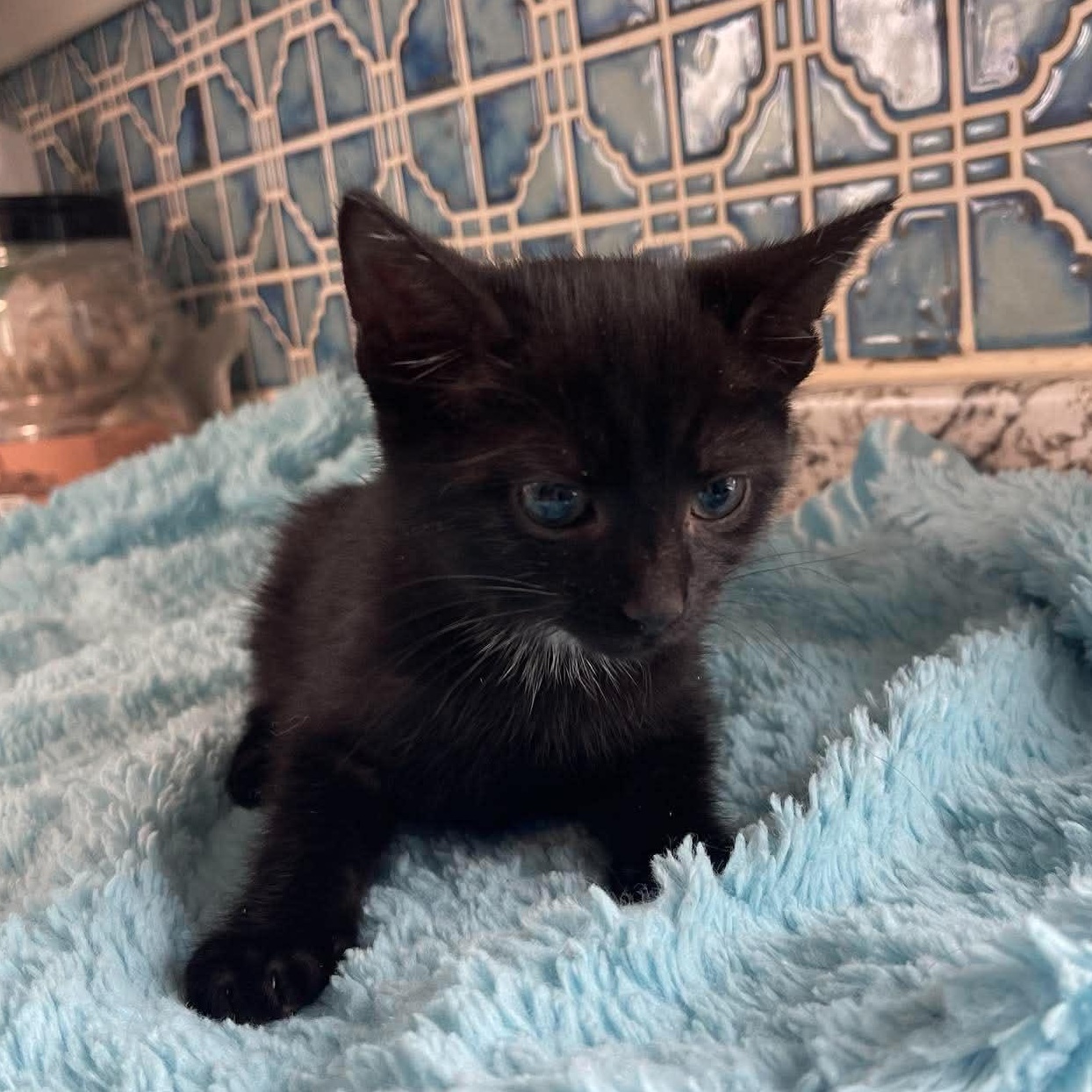 Mint, a Adoptable Domestic Short Hair in Scranton, PA image 6/6