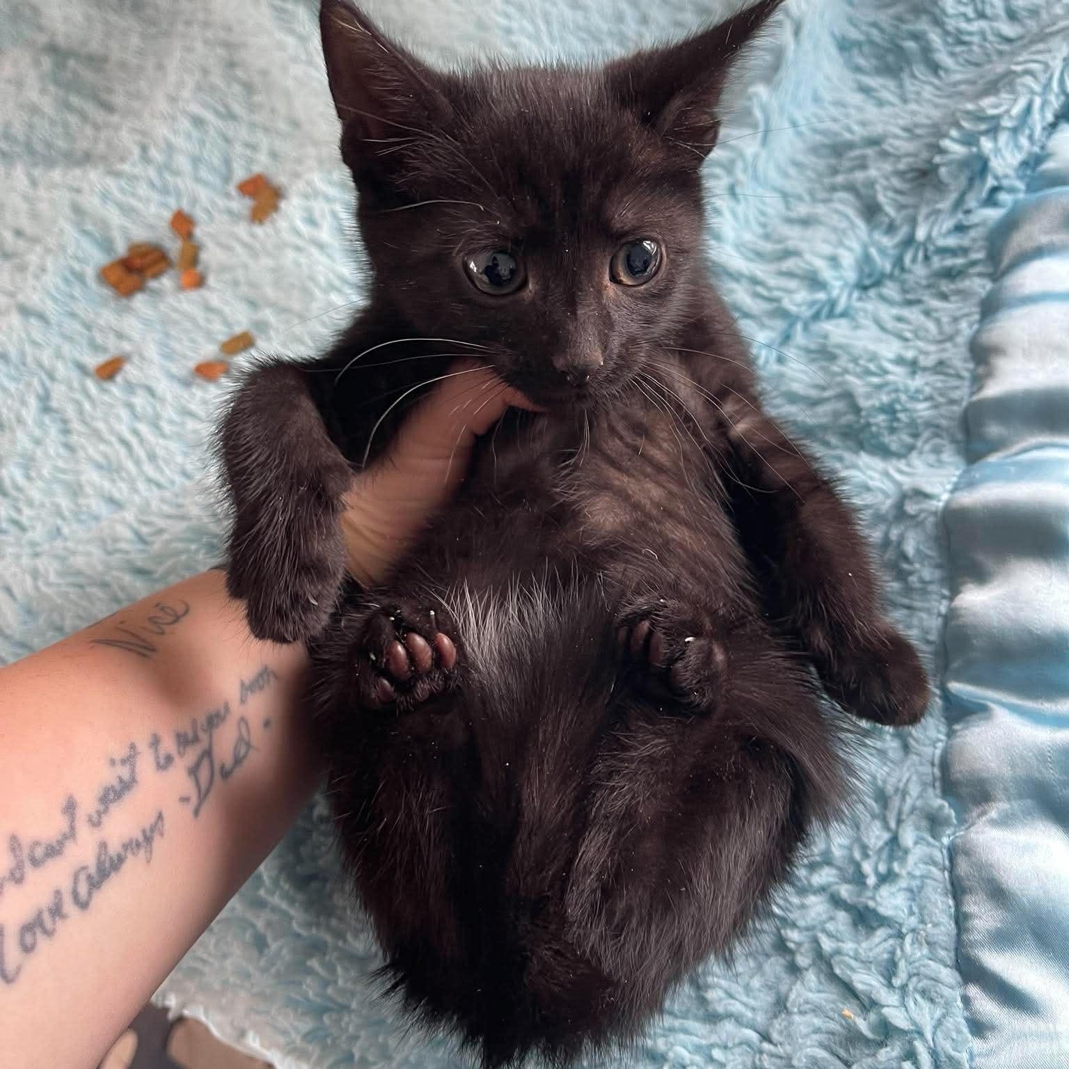 Mint, a Adoptable Domestic Short Hair in Scranton, PA image 4/6