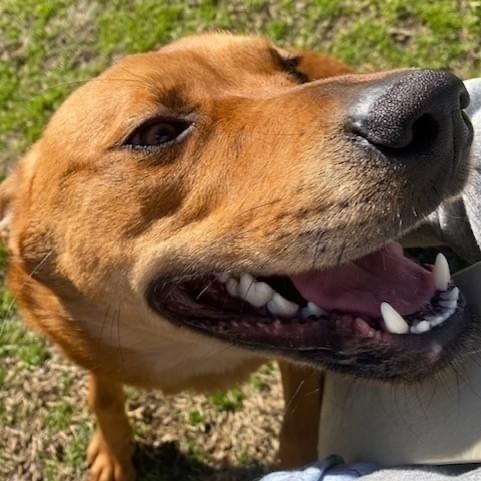 Enlarge Savior, a Adoptable mixed breed in Southaven , MS image 3/6