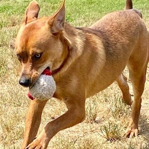Enlarge Savior, a Adoptable mixed breed in Southaven , MS image 4/6