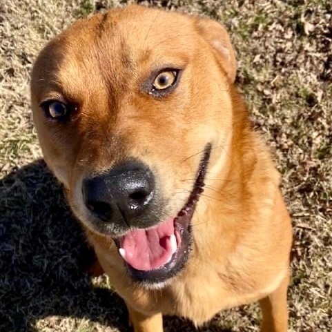 Enlarge Savior, a Adoptable mixed breed in Southaven , MS image 2/6