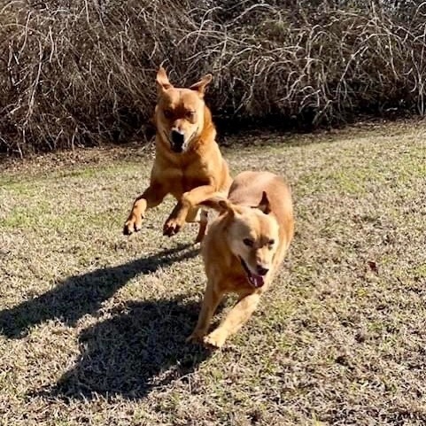 Enlarge Savior, a Adoptable mixed breed in Southaven , MS image 5/6