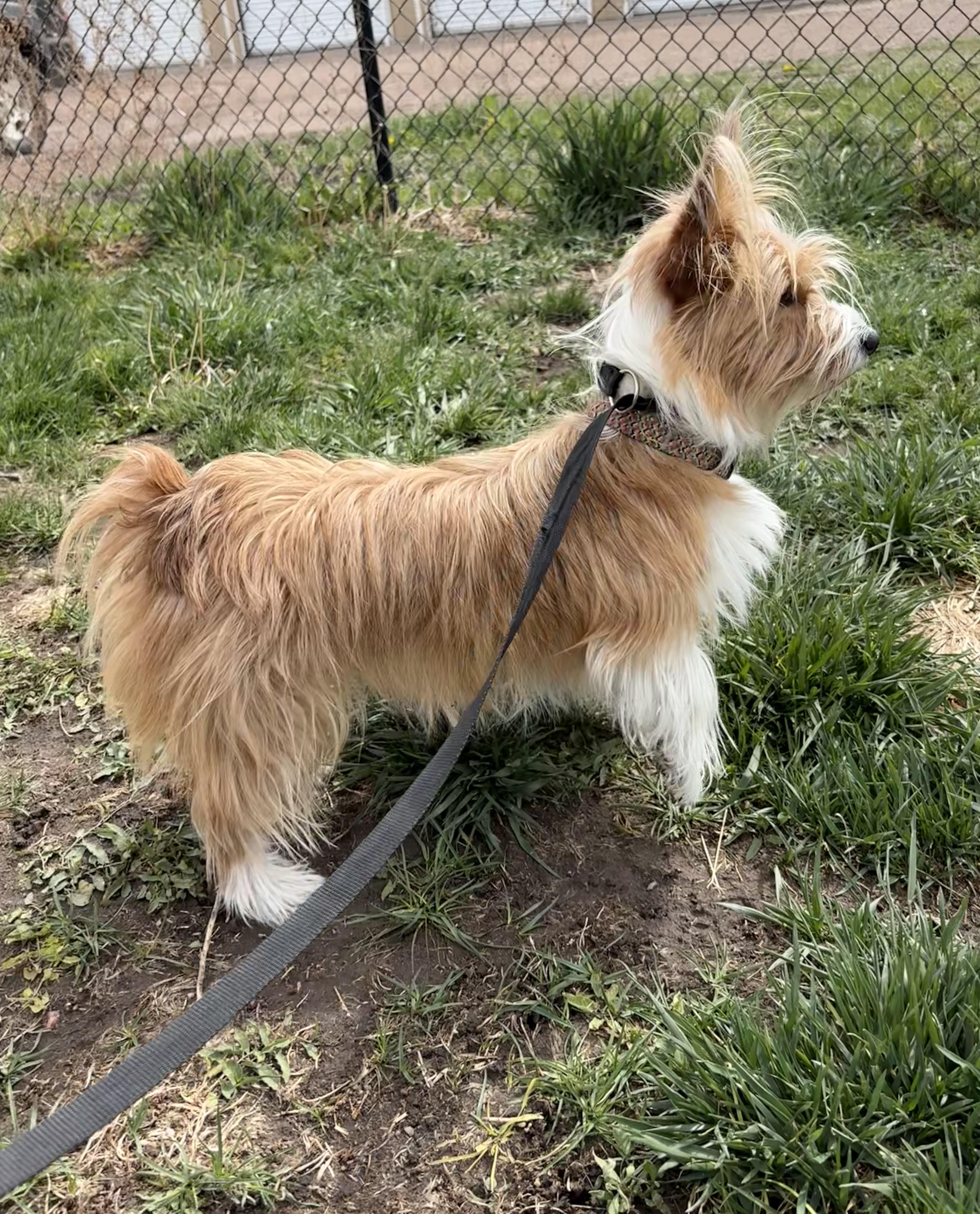 Enlarge Sammie, an adopted mixed breed in Grant, NE image 2/3