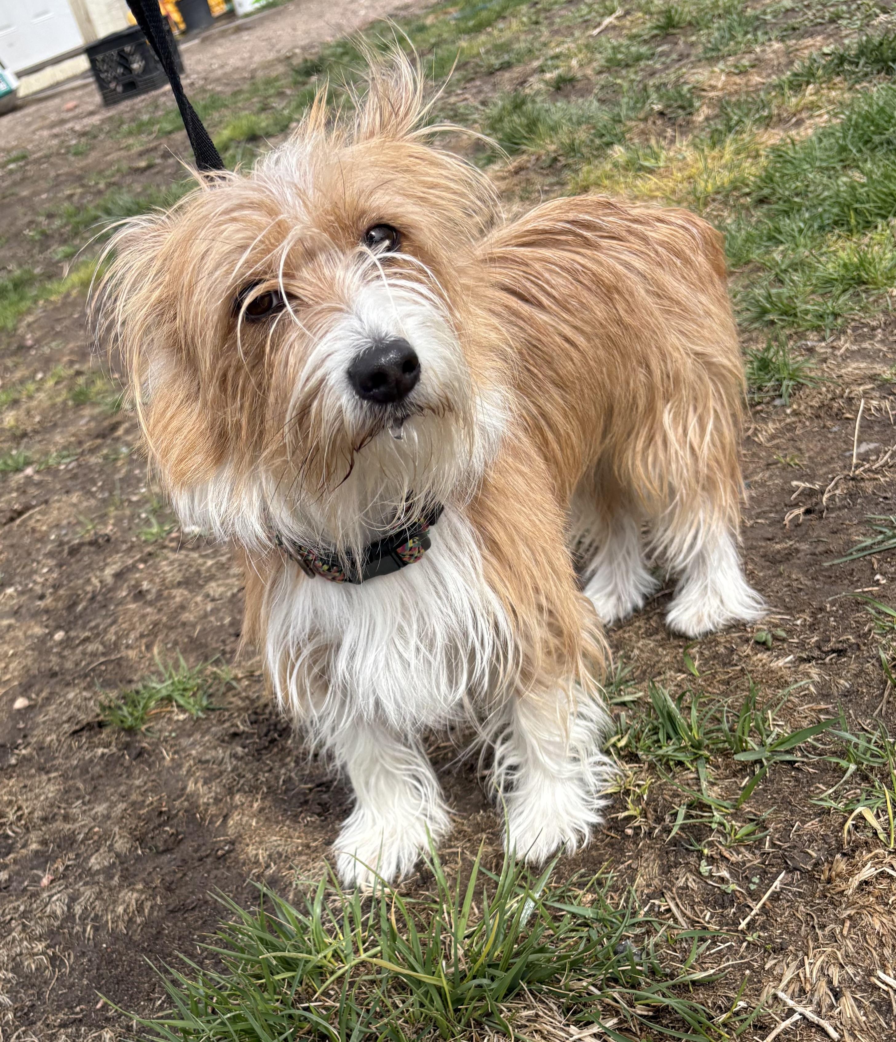 Enlarge Sammie, an adopted mixed breed in Grant, NE image 3/3