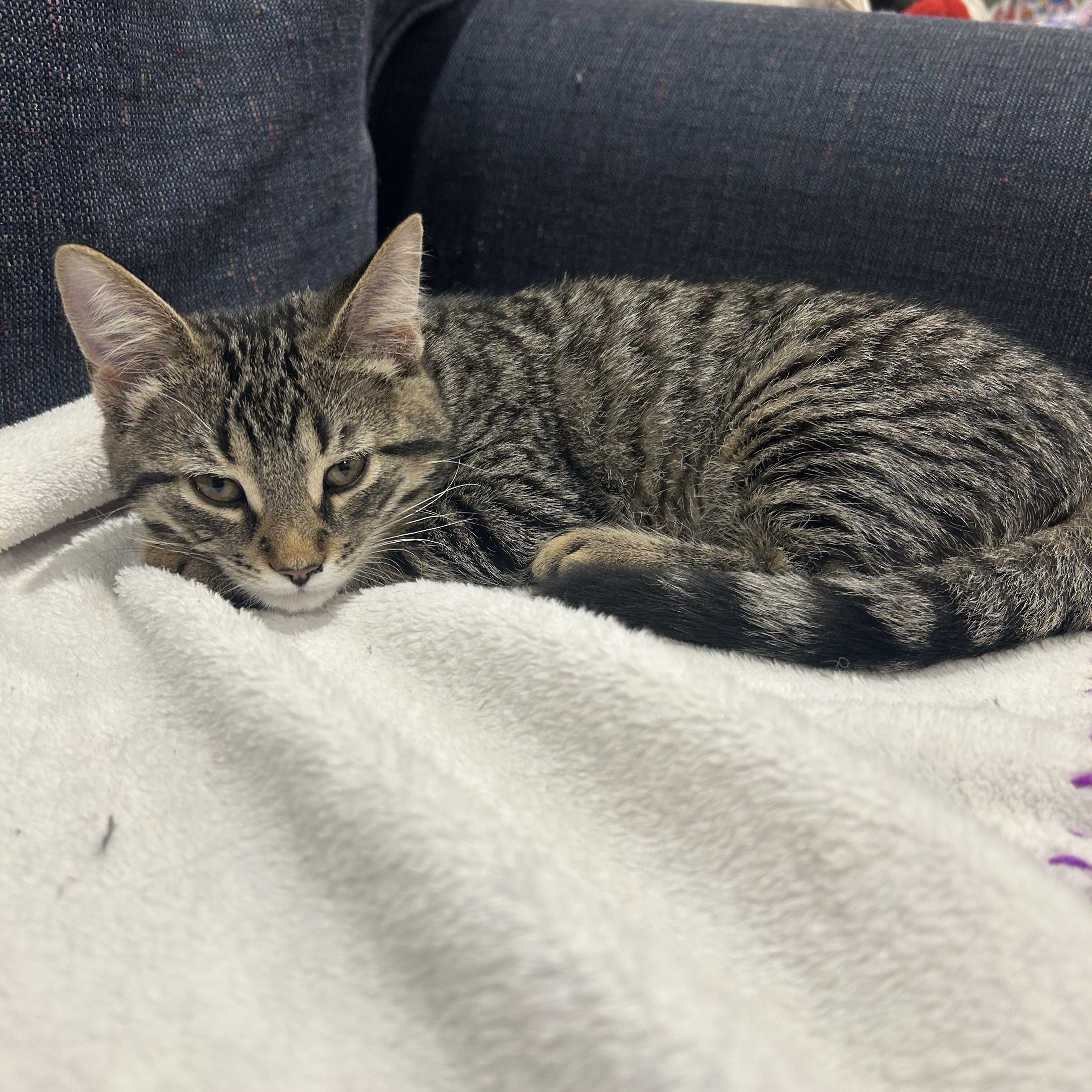 Enlarge Yolande (FA/FF), a Adopted Domestic Short Hair in Sainte-Angele-de-Monnoir, QC image 3/3