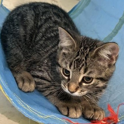 Enlarge Yolande (FA/FF), a Adopted Domestic Short Hair in Sainte-Angele-de-Monnoir, QC image 2/3