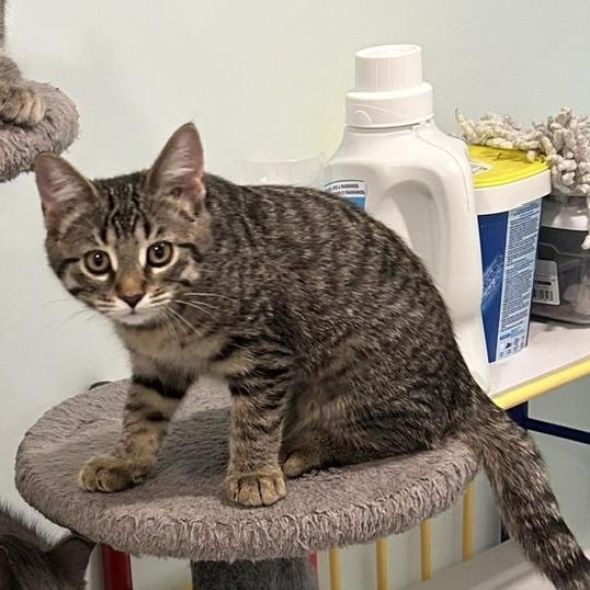 Yolande (FA/FF), Adopted, Kitten Female Domestic Short Hair.