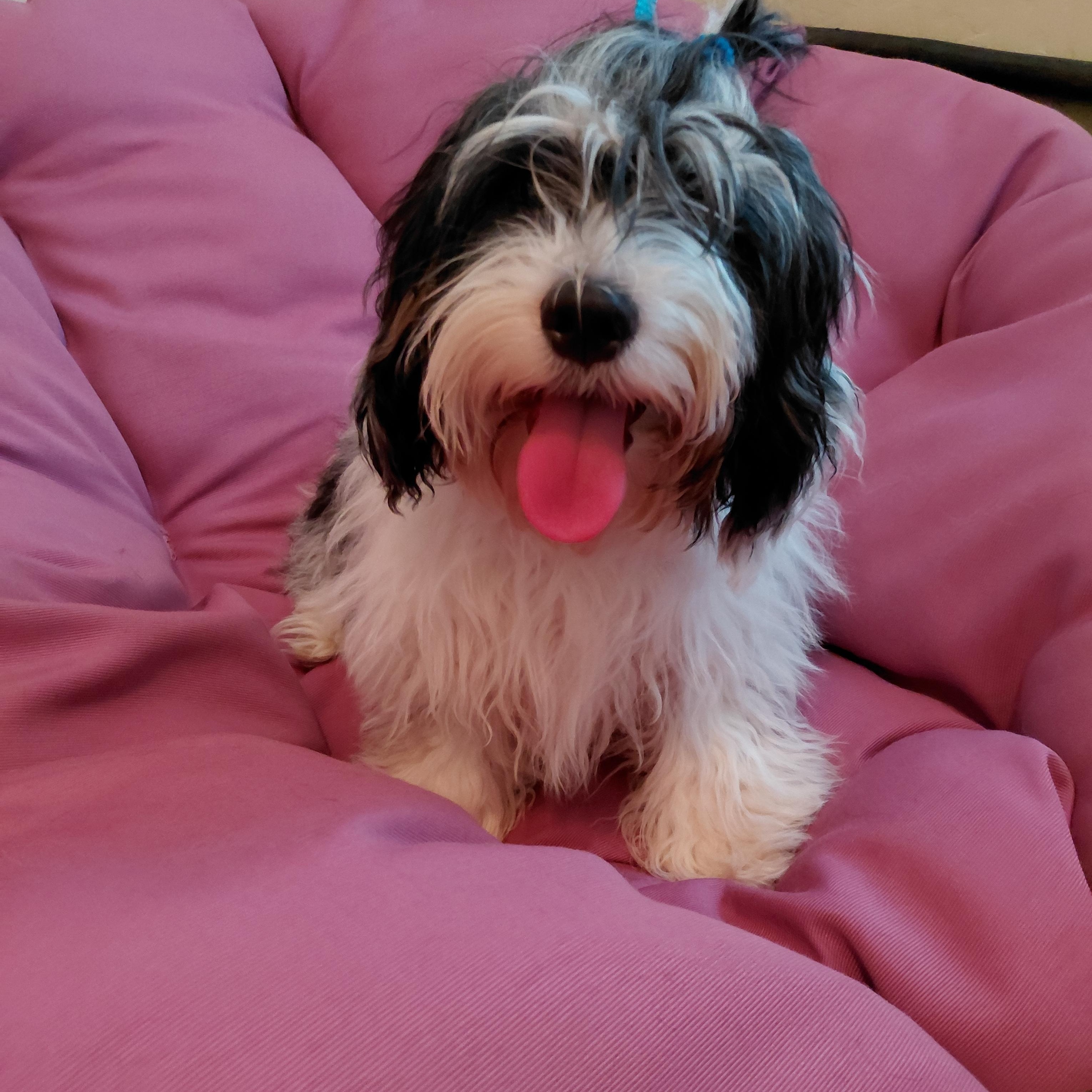 Squiggly, a ADOPTABLE Cavapoo in Oakland, CA image 4/4