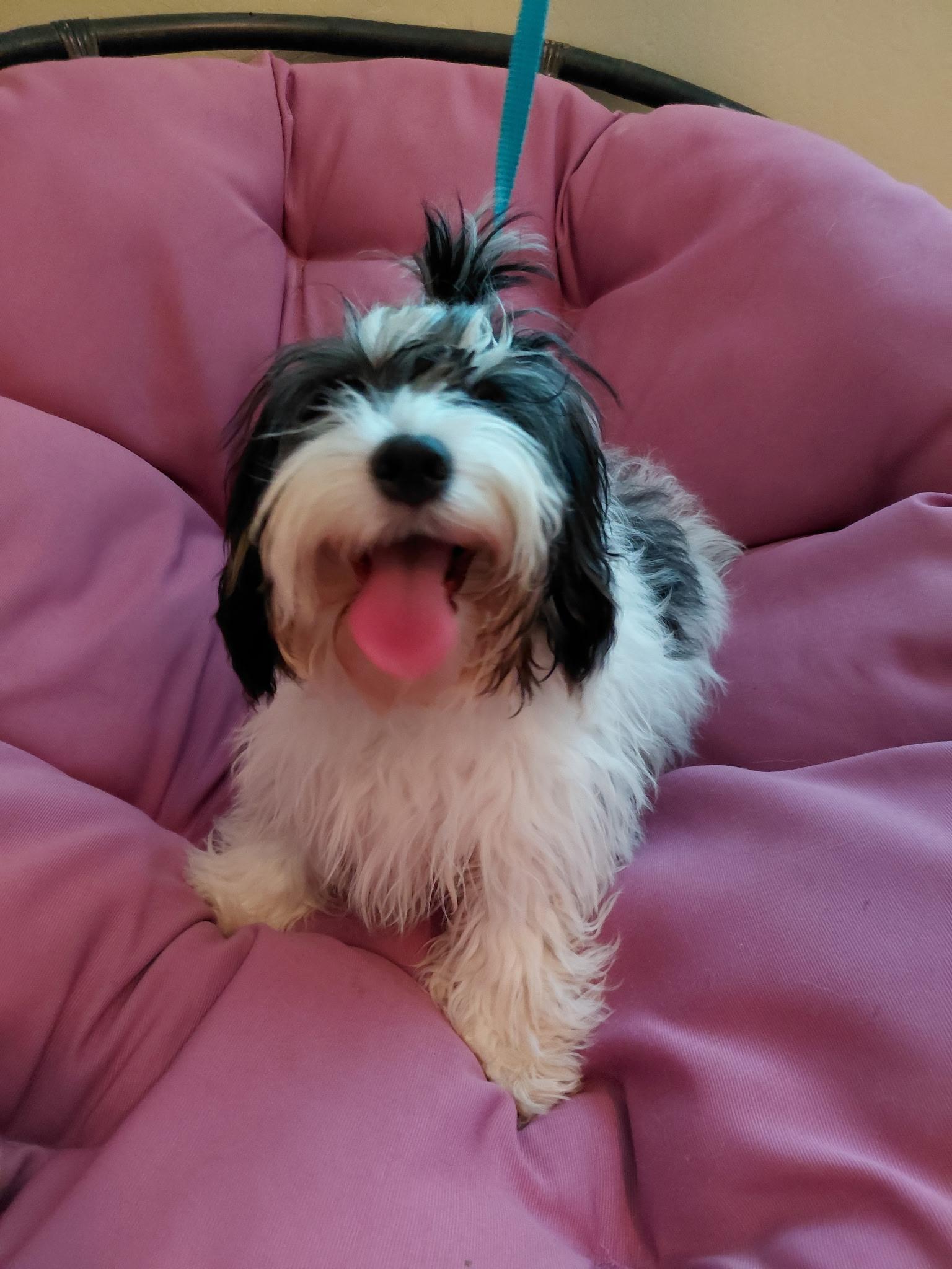 Squiggly, a ADOPTABLE Cavapoo in Oakland, CA image 3/4