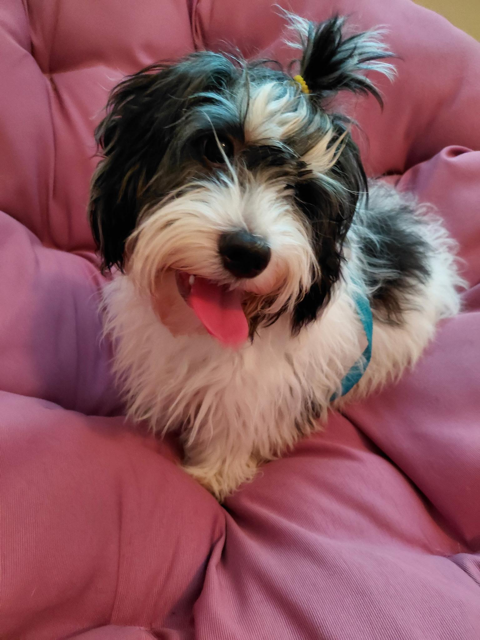 Squiggly, ADOPTABLE, Puppy Male Cavapoo.
