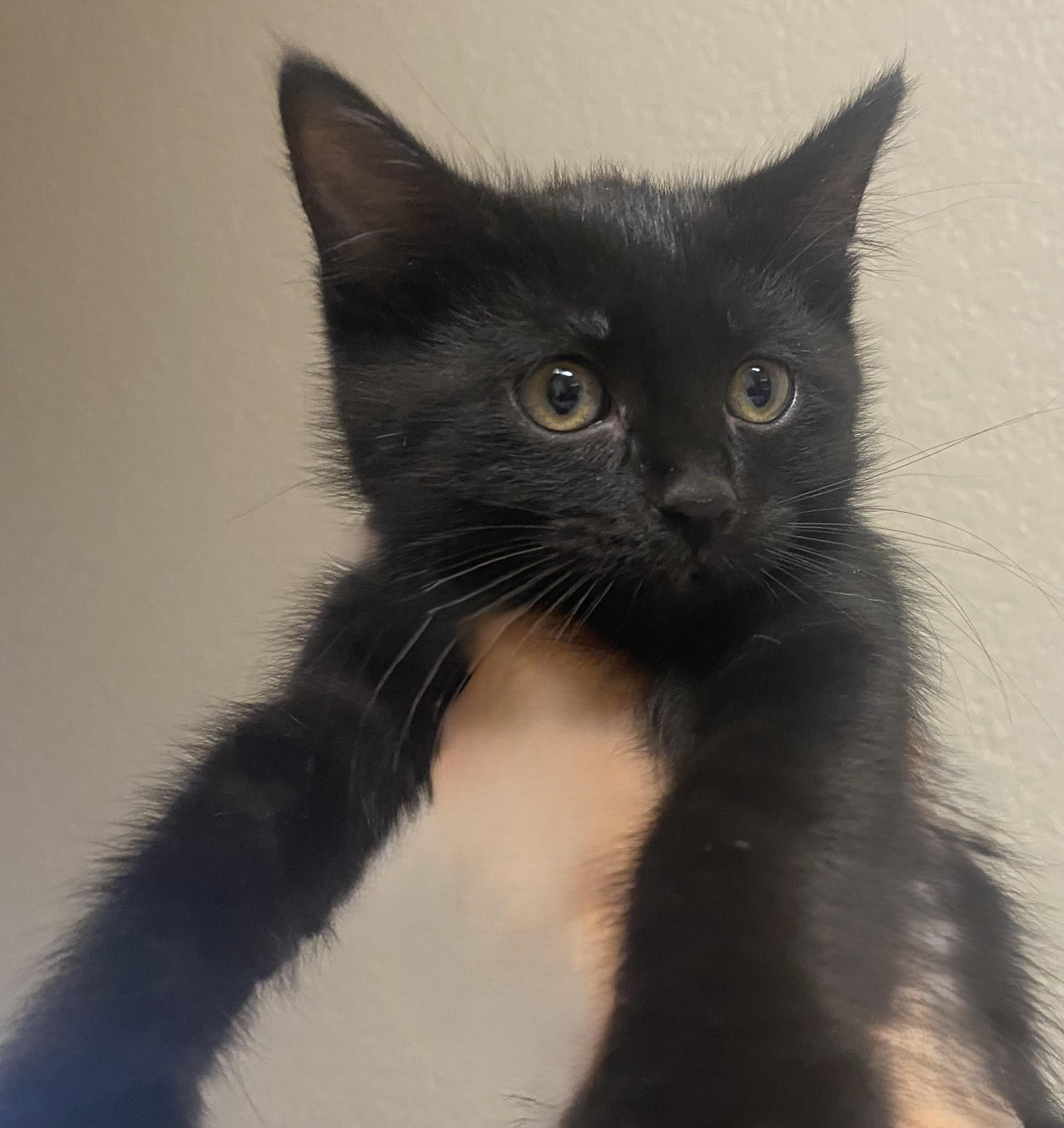 Eclipse - Your Very Own Little House Panther - Courtesy Listing, ADOPTABLE, Kitten Male Domestic Short Hair.