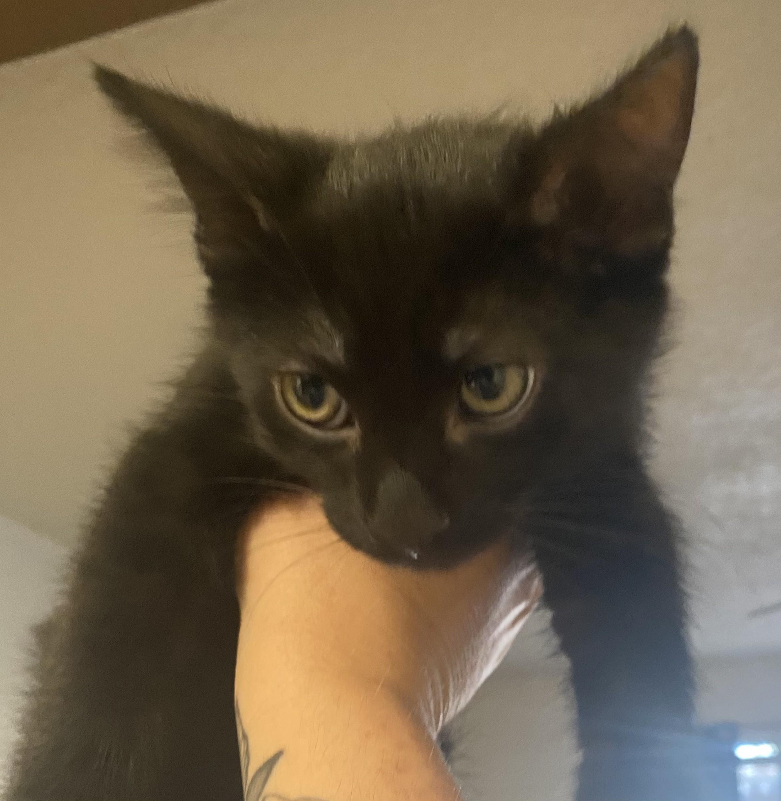Eclipse - Your Very Own Little House Panther - Courtesy Listing, a ADOPTABLE Domestic Short Hair in Prescott, AZ image 2/2