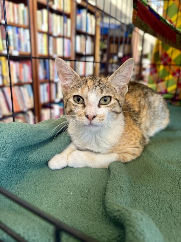 Maui, Adoptable, Kitten Female Domestic Short Hair.