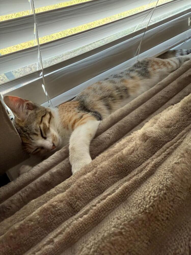 Maui, a Adoptable Domestic Short Hair in Saint Augustine, FL image 2/6