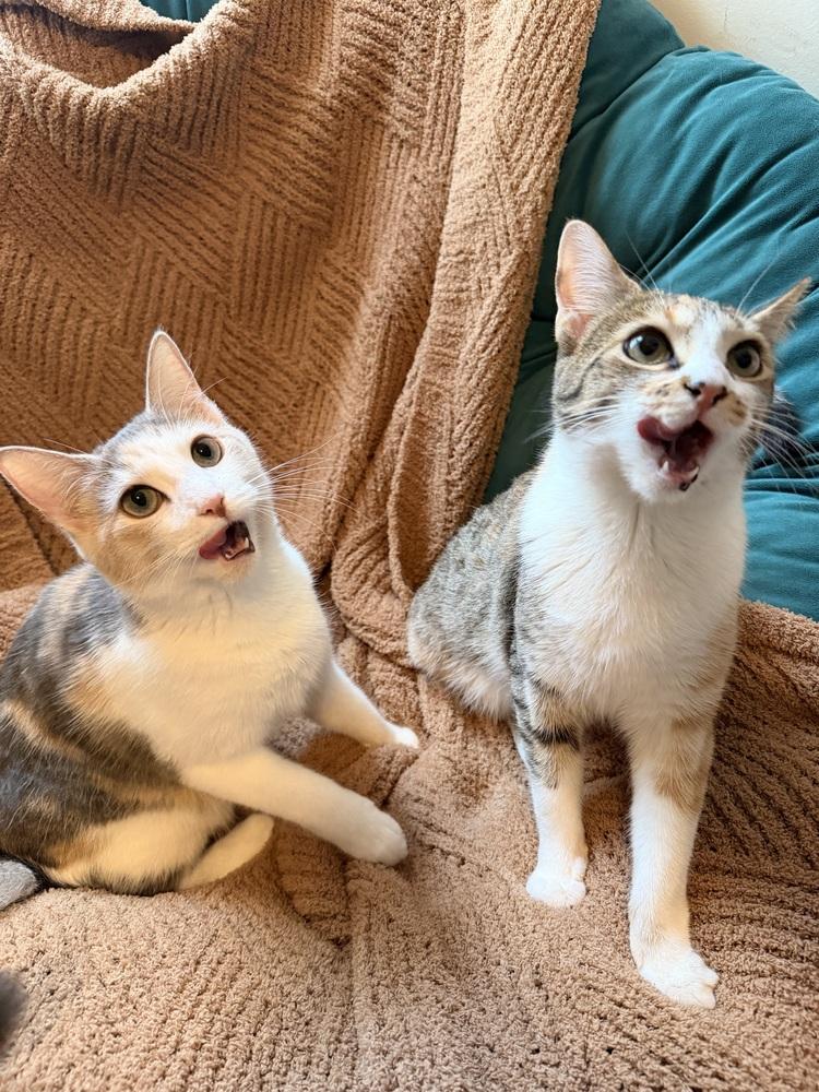 Maui, Adoptable, Young Female Domestic Short Hair.