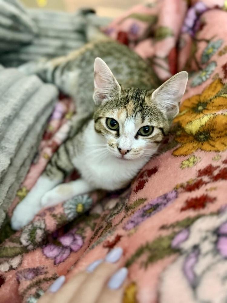 Maui, a Adoptable Domestic Short Hair in Saint Augustine, FL image 3/6