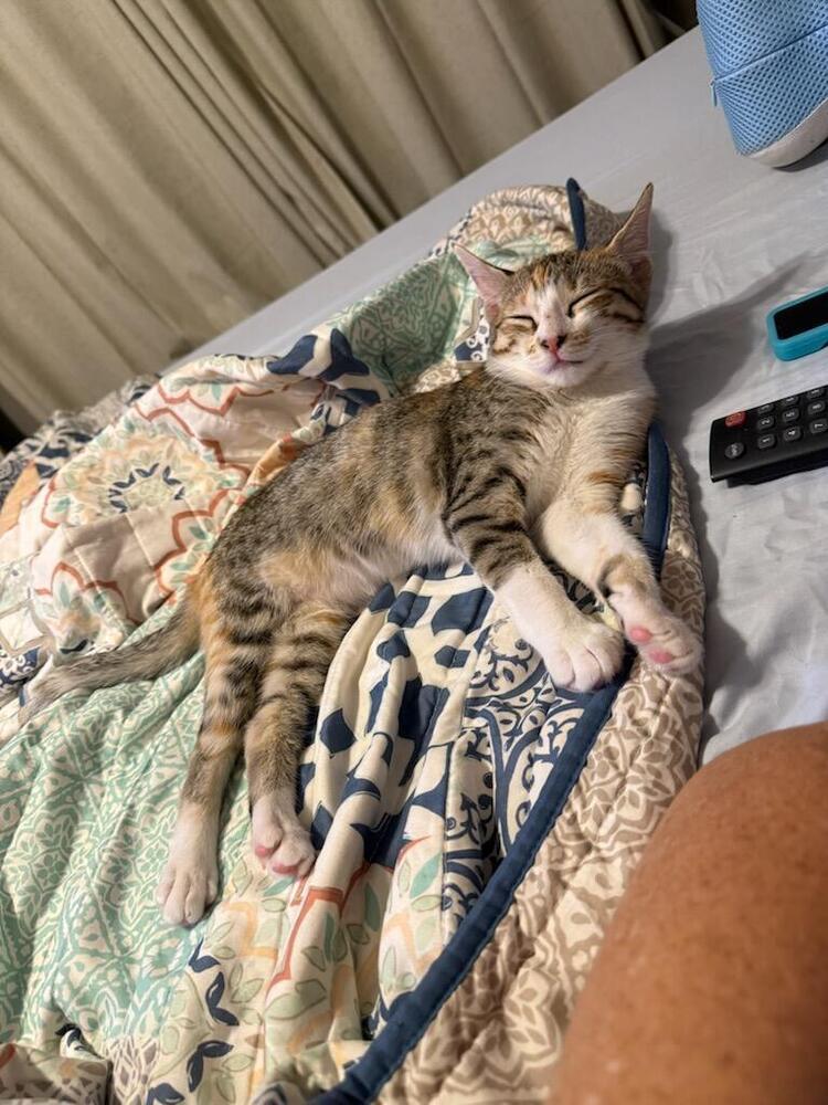 Maui, a Adoptable Domestic Short Hair in Saint Augustine, FL image 4/6