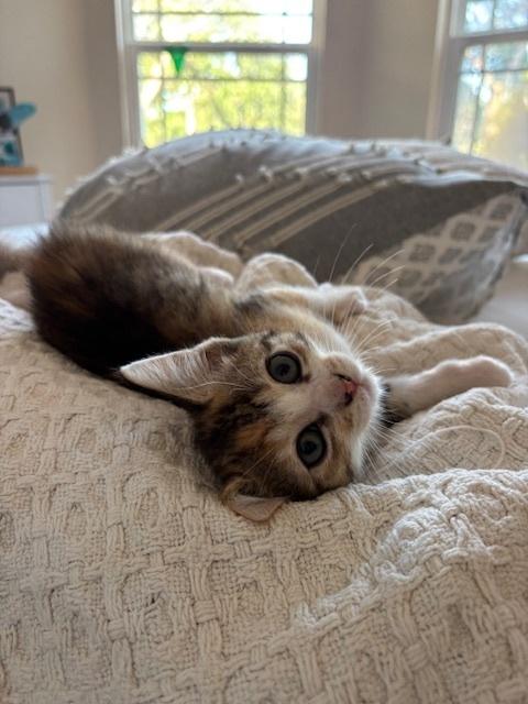 Maui, a Adoptable Domestic Short Hair in Saint Augustine, FL image 5/6