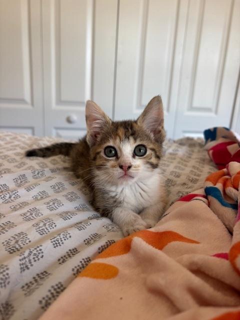 Maui, a Adoptable Domestic Short Hair in Saint Augustine, FL image 6/6