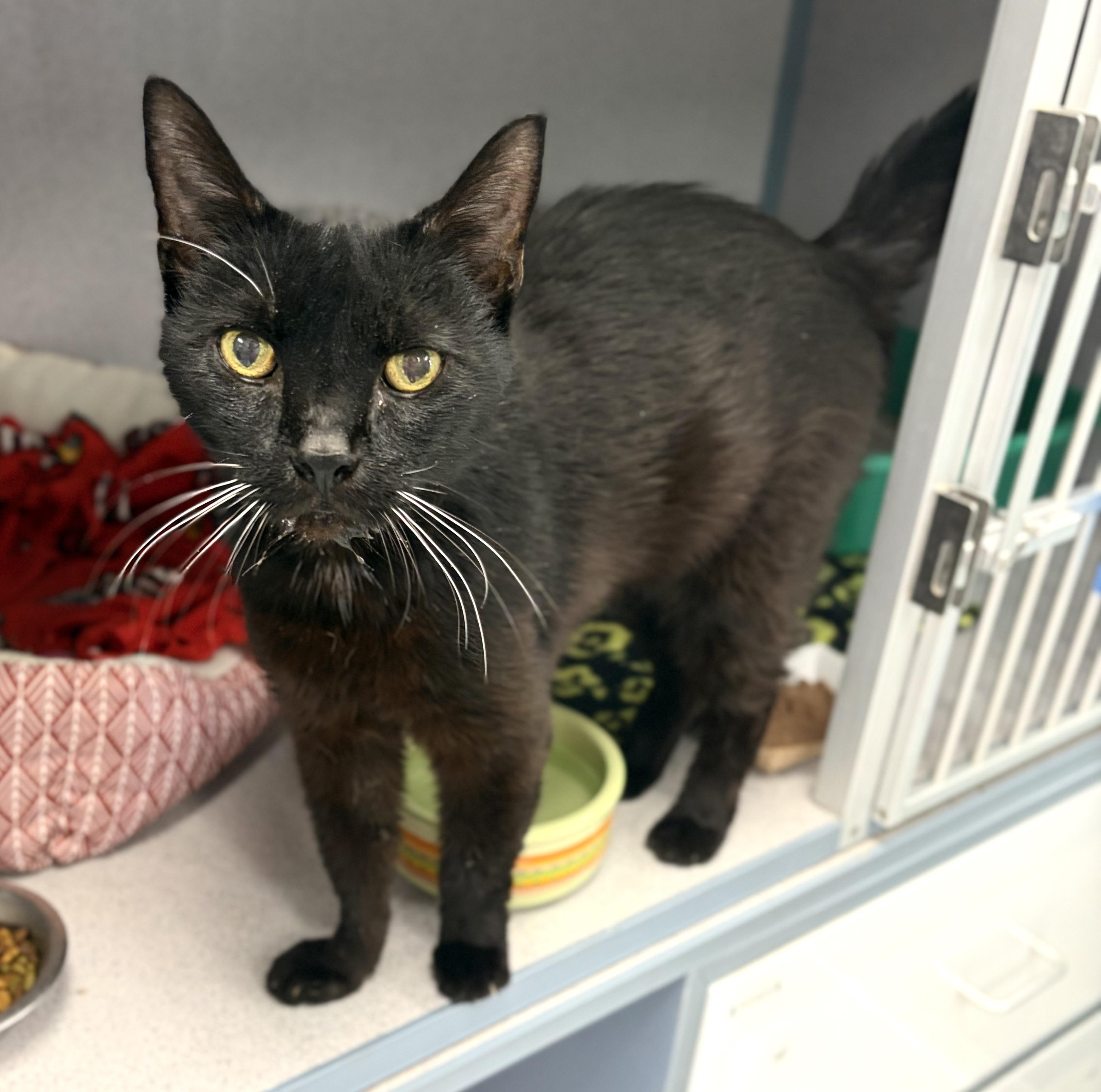Enlarge Coal, a Adoptable Domestic Short Hair in Bardstown, KY image 5/5