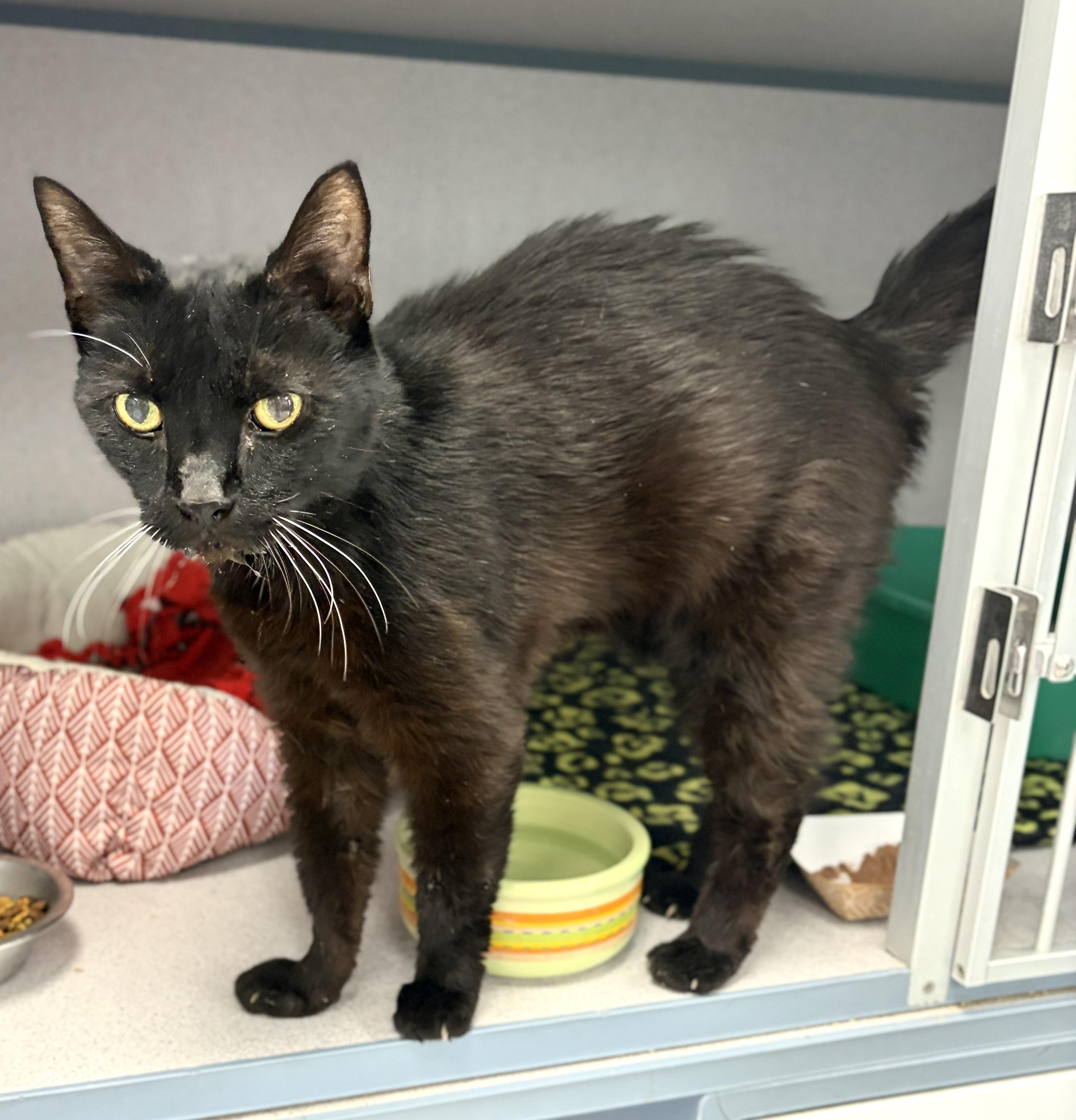 Enlarge Coal, a Adoptable Domestic Short Hair in Bardstown, KY image 3/5