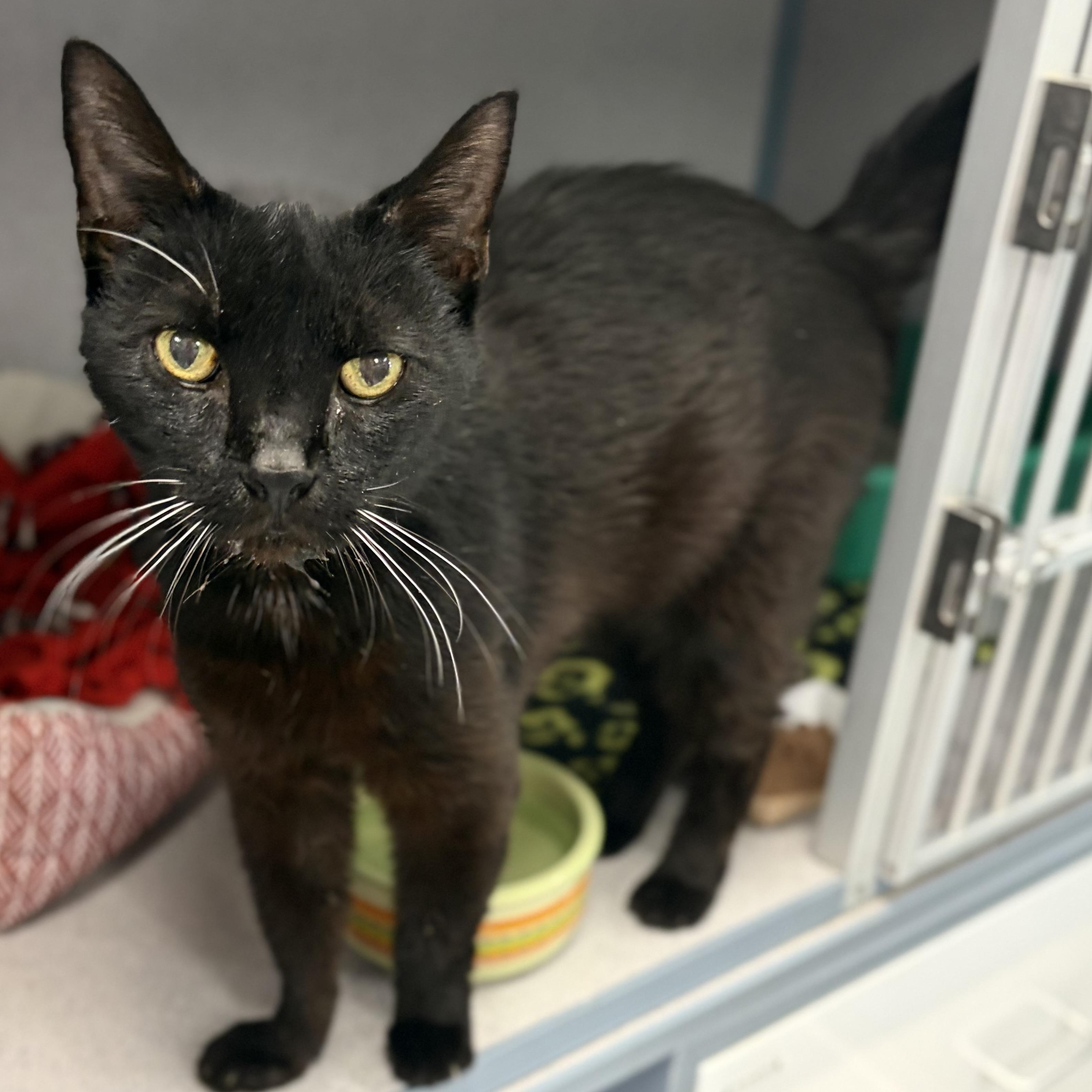 Enlarge Coal, a Adoptable Domestic Short Hair in Bardstown, KY image 1/5
